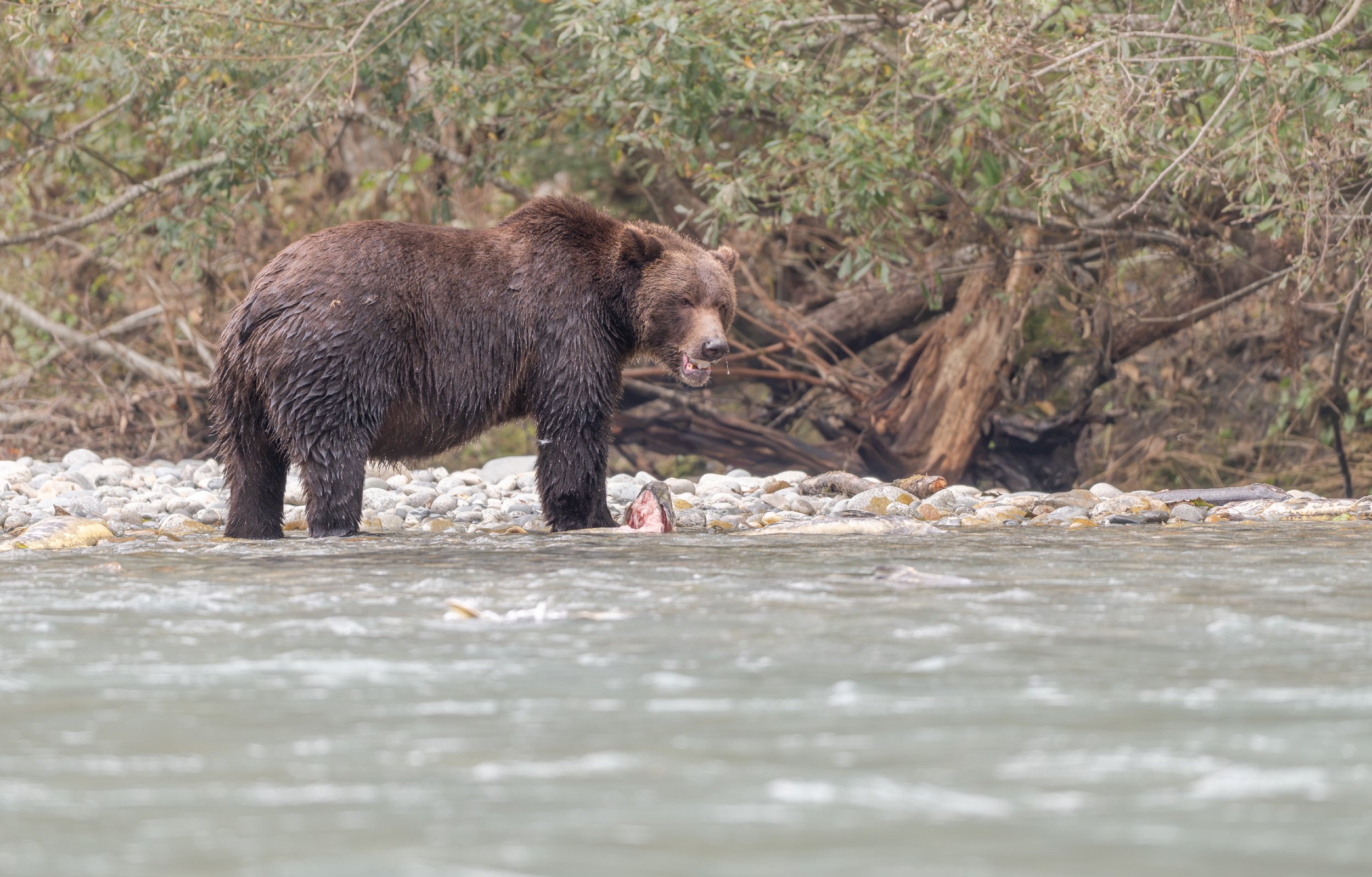 NZ8_2267-1.jpg
