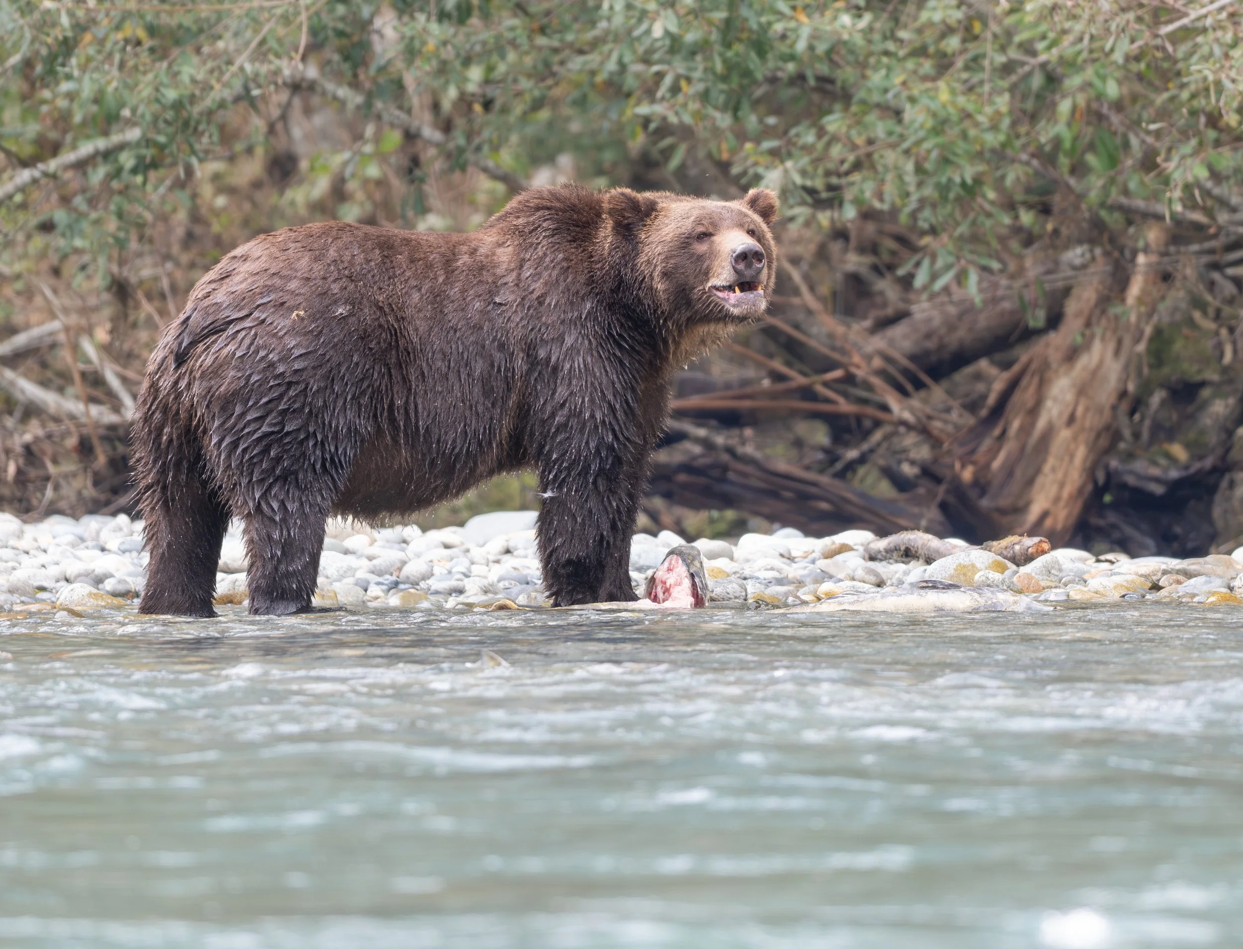 NZ8_2305-1.jpg