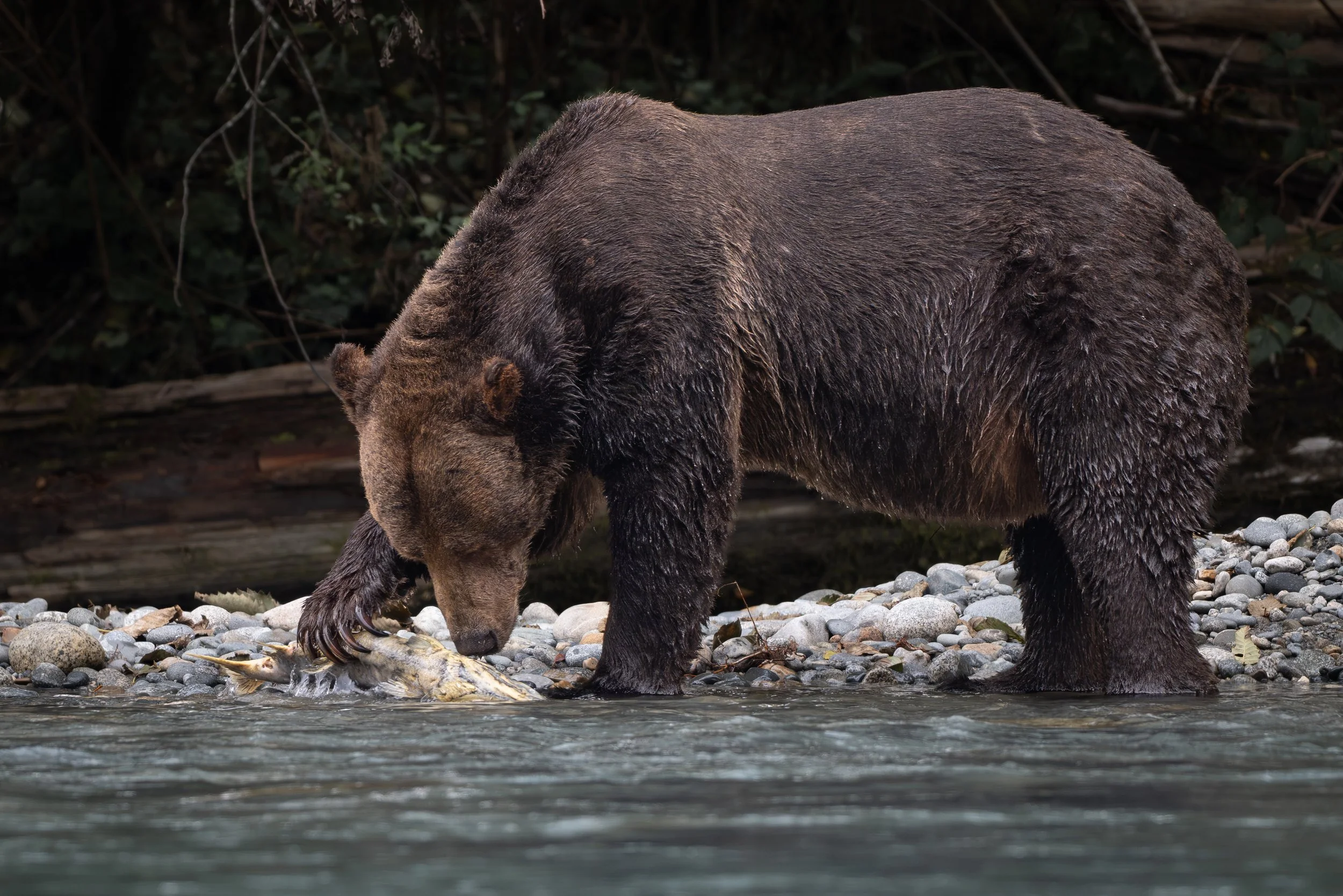 NZ8_2401-1.jpg