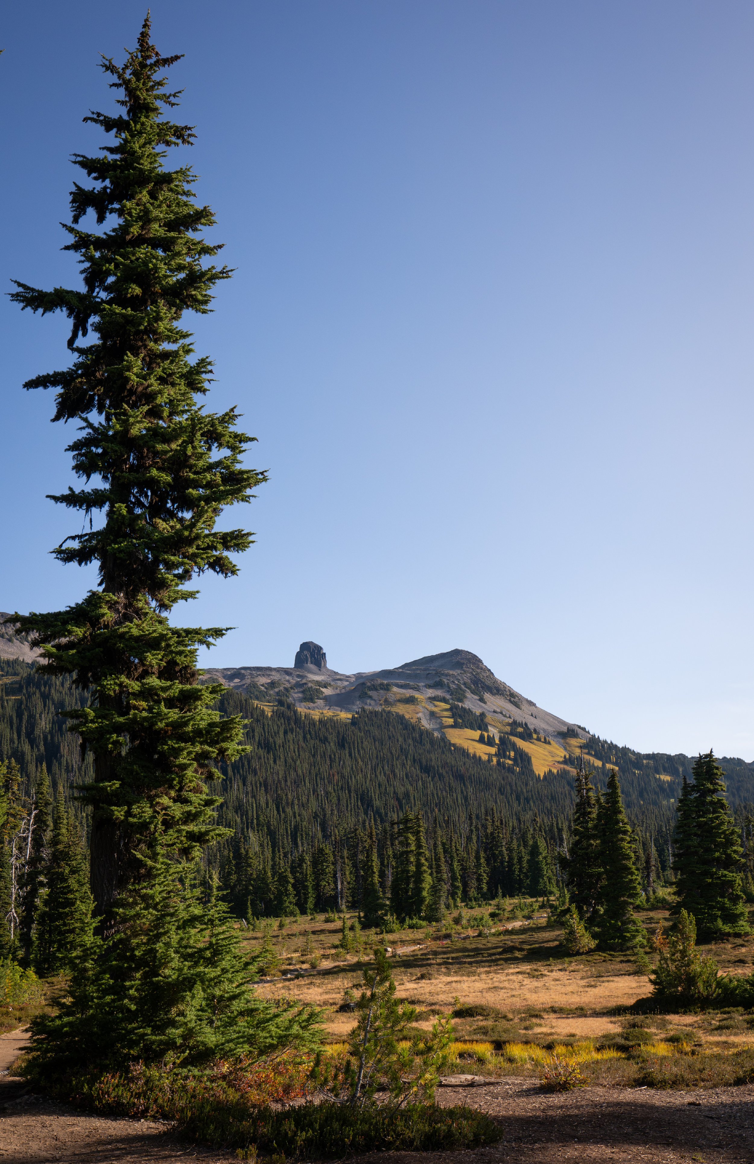 NZ8_0547-1.jpg