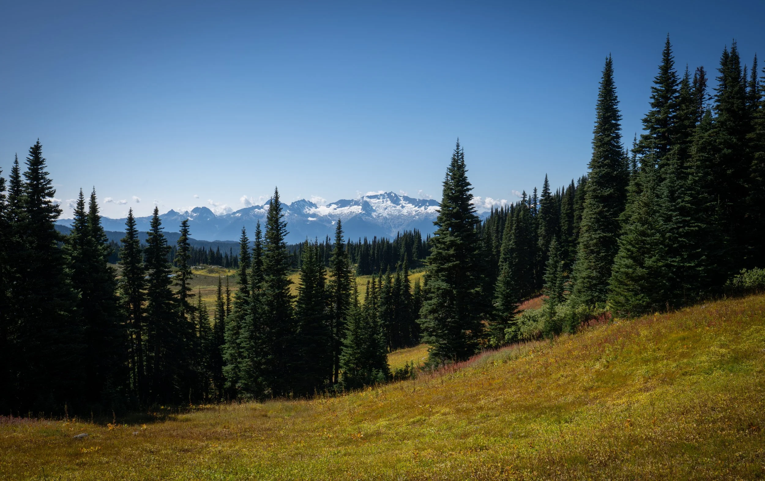 NZ8_0825-1.jpg