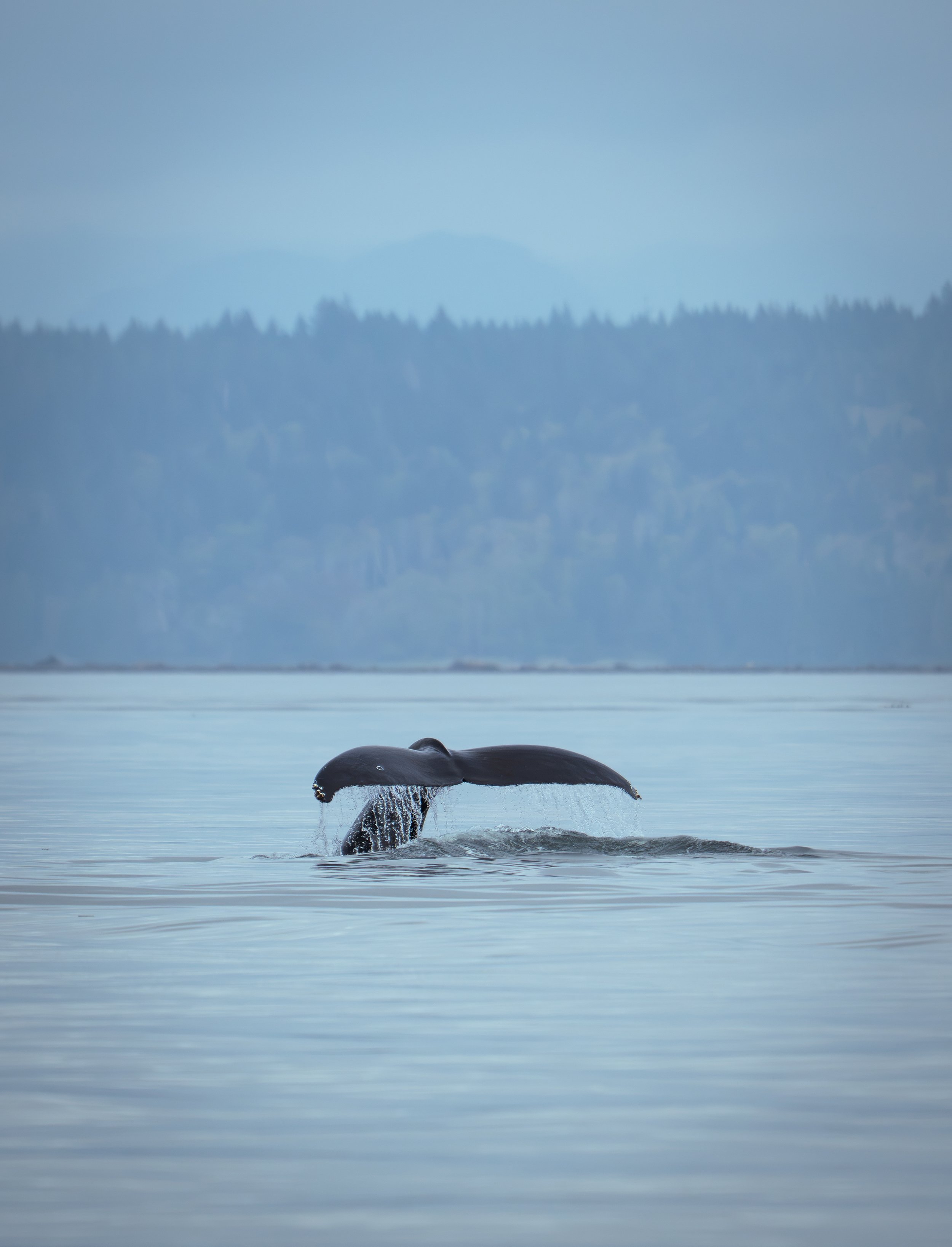 NZ8_2760-1.jpg