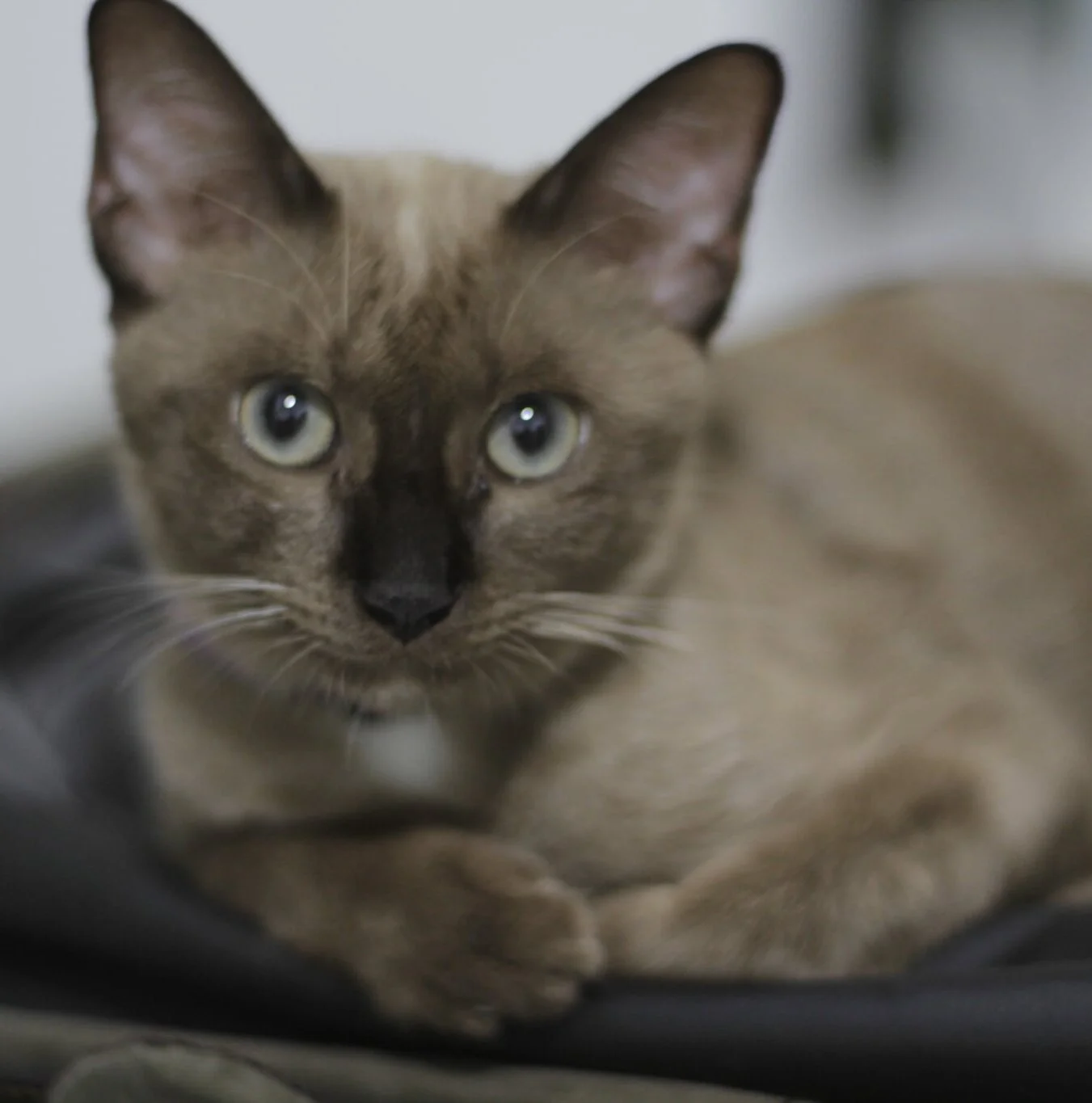 เชิญชวนส่งคลิปเสียง เพื่อเป็นส่วนหนึ่งของการแสดง I say mingalaba, you say goodbye