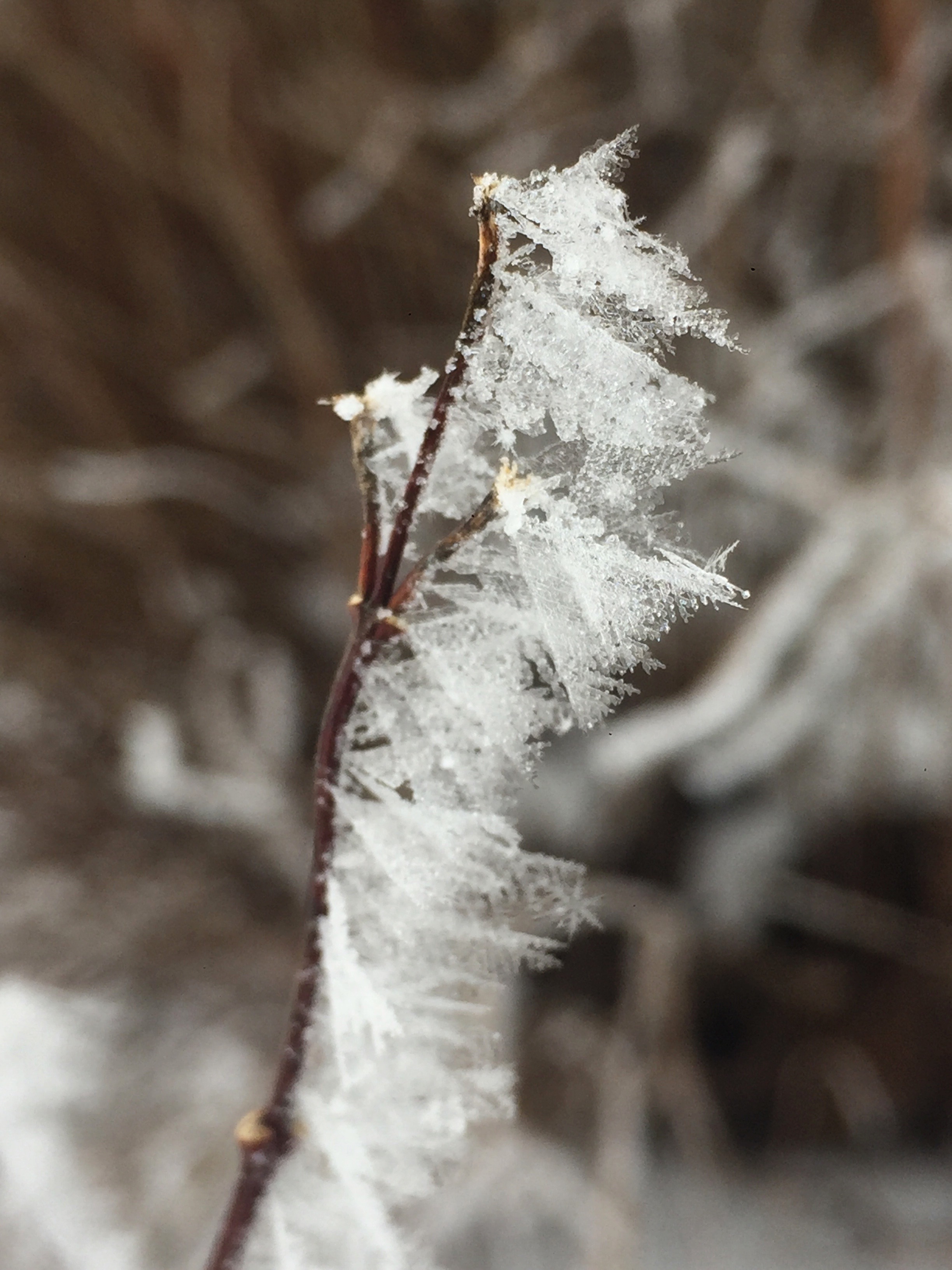 HOAR FROST