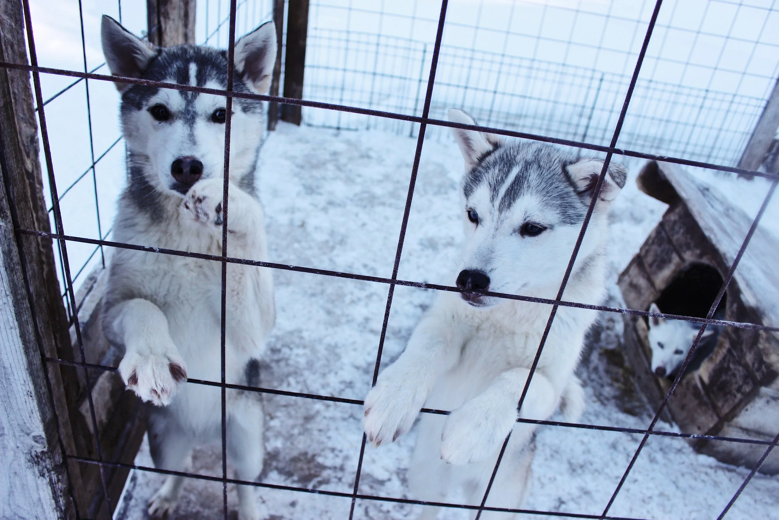Video Husky: 187 days&nbsp;in