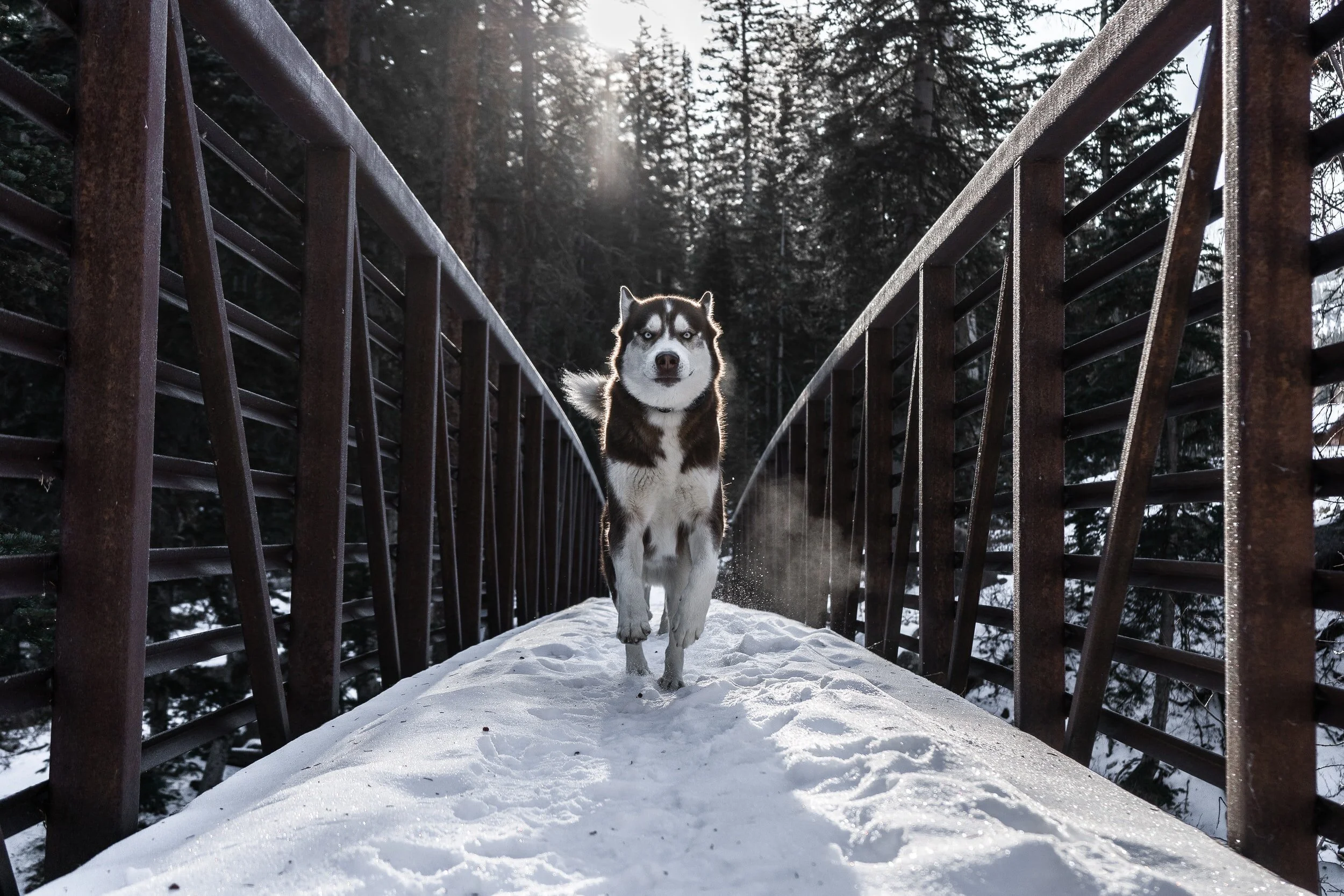 Video Husky: Day 1000&nbsp;