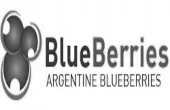 BlueBerries Argentine Blueberries