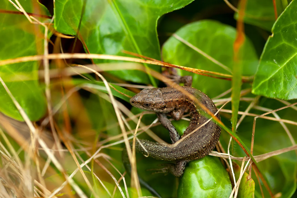 Common lizard on Cape Clear island