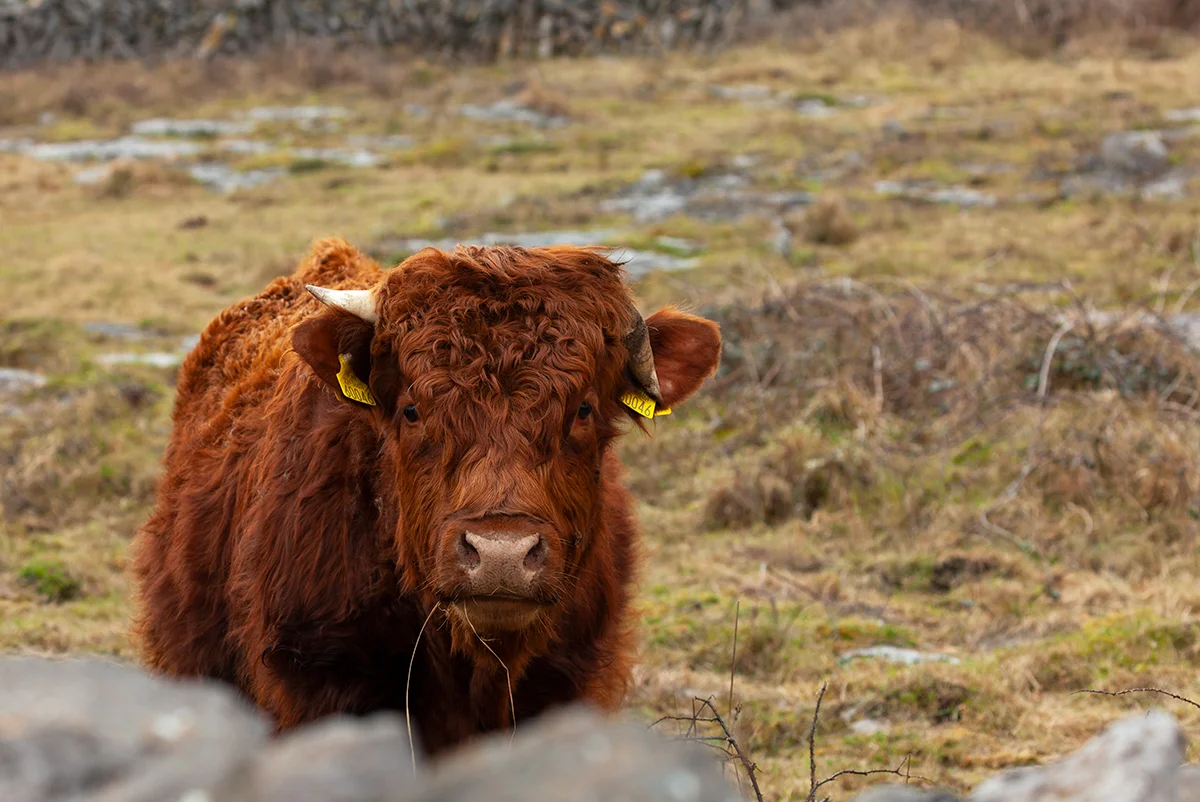 Bullock on Inis Meáin
