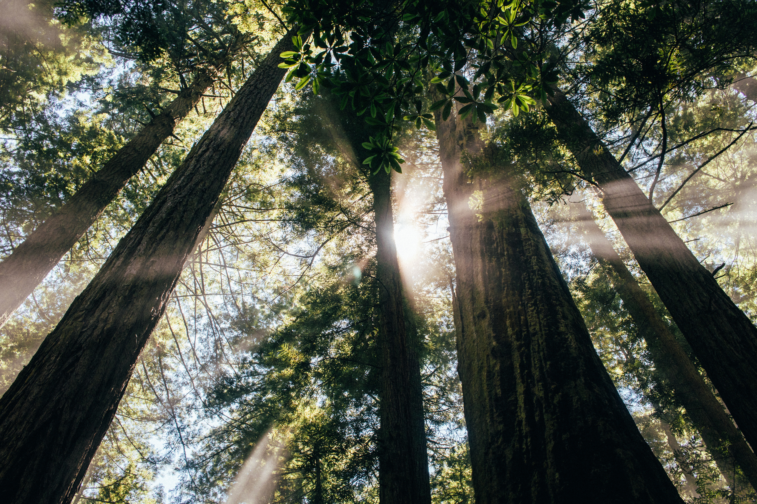 2500_redwood forest looking up with sunrays_spencer-backman-543506-unsplash.jpg