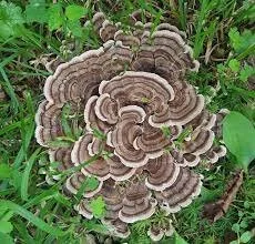 Let’s talk about Turkey Tail-  By Elana Dussé