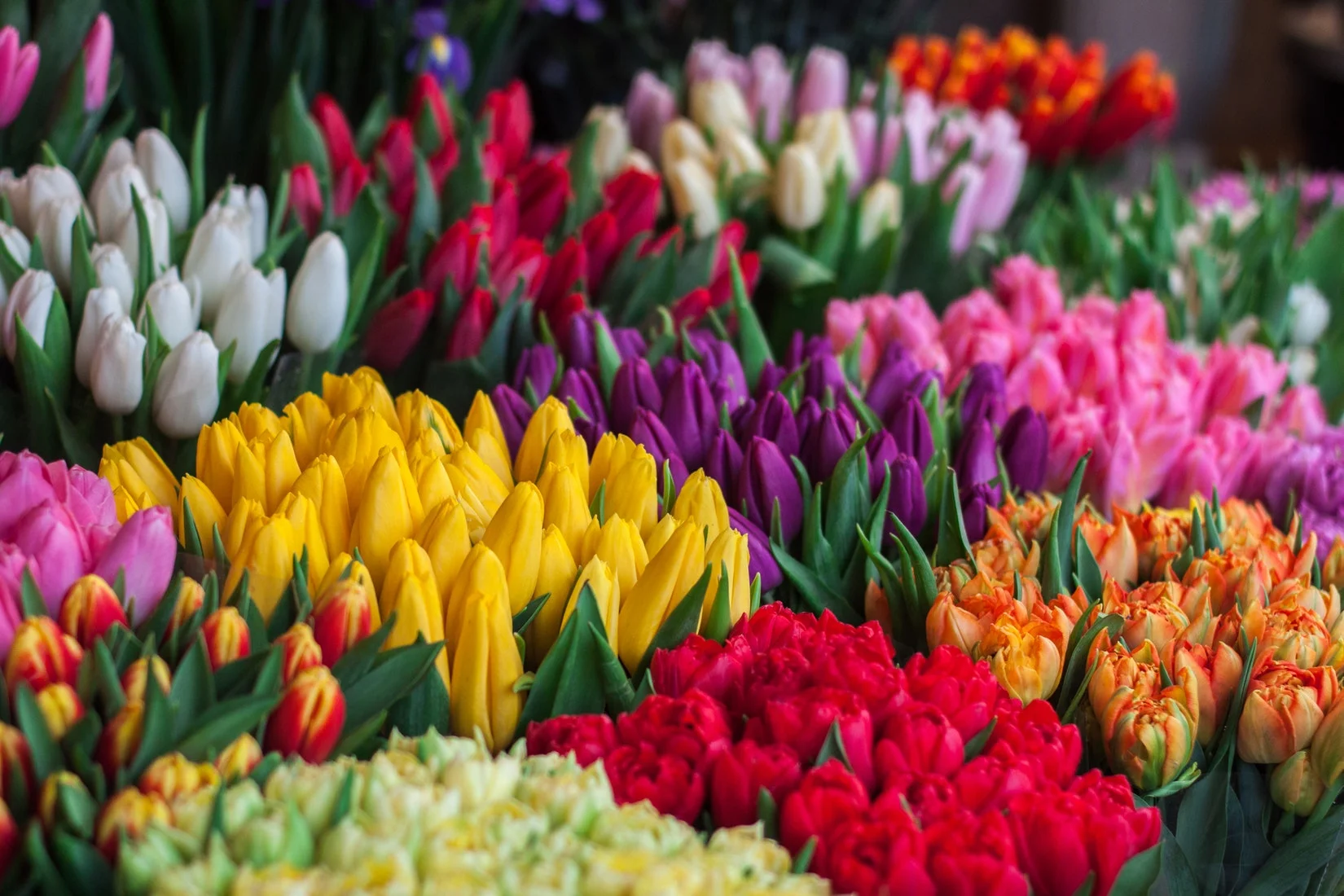 flowers.jpeg