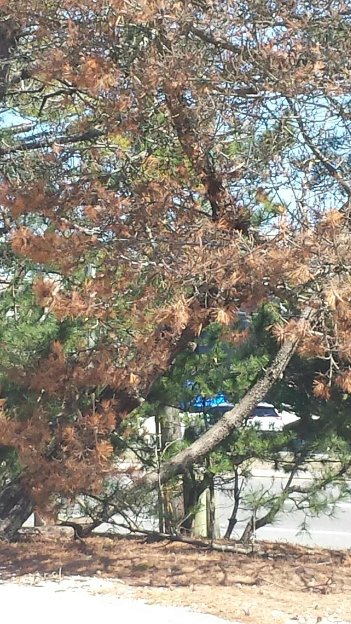 Blog — ForShore Weed Control