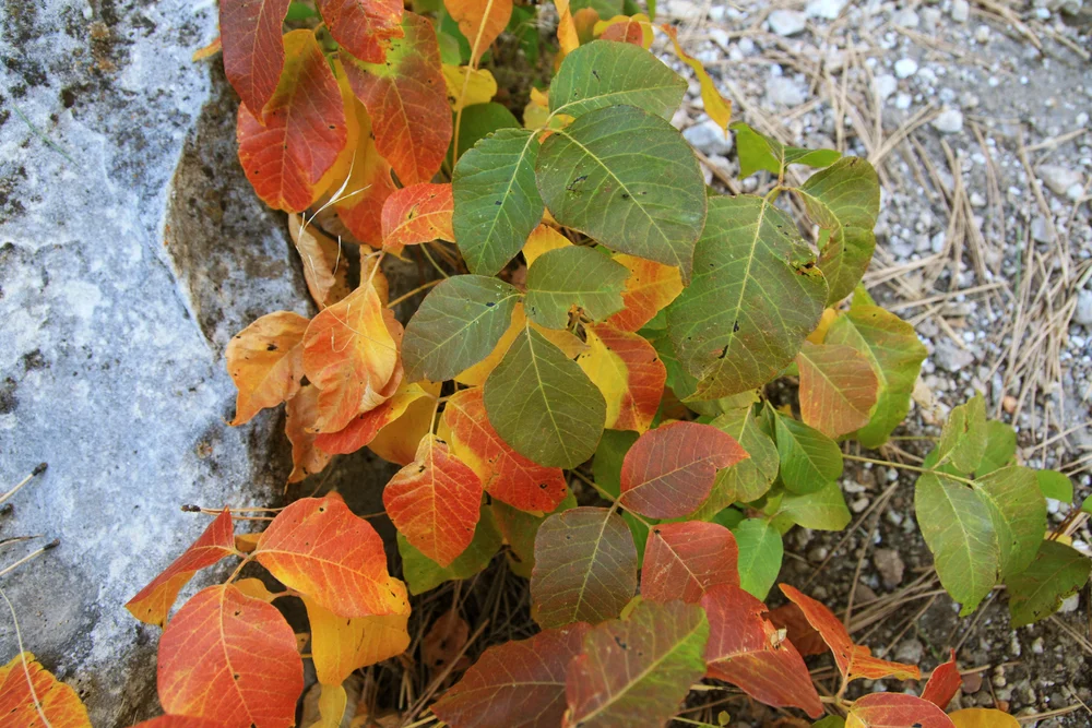 Weed Control — ForShore Weed Control