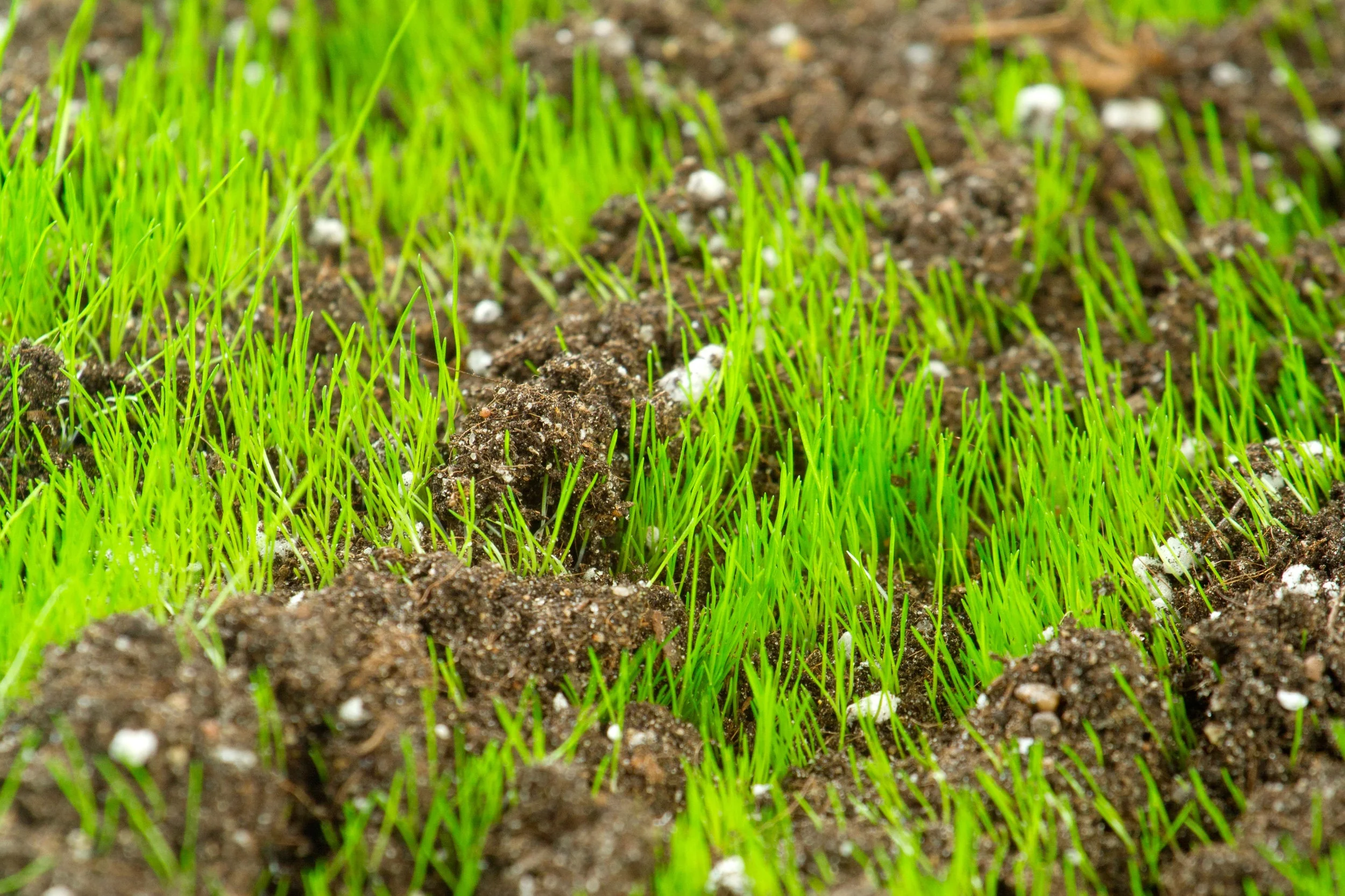 Lawn Care — ForShore Weed Control