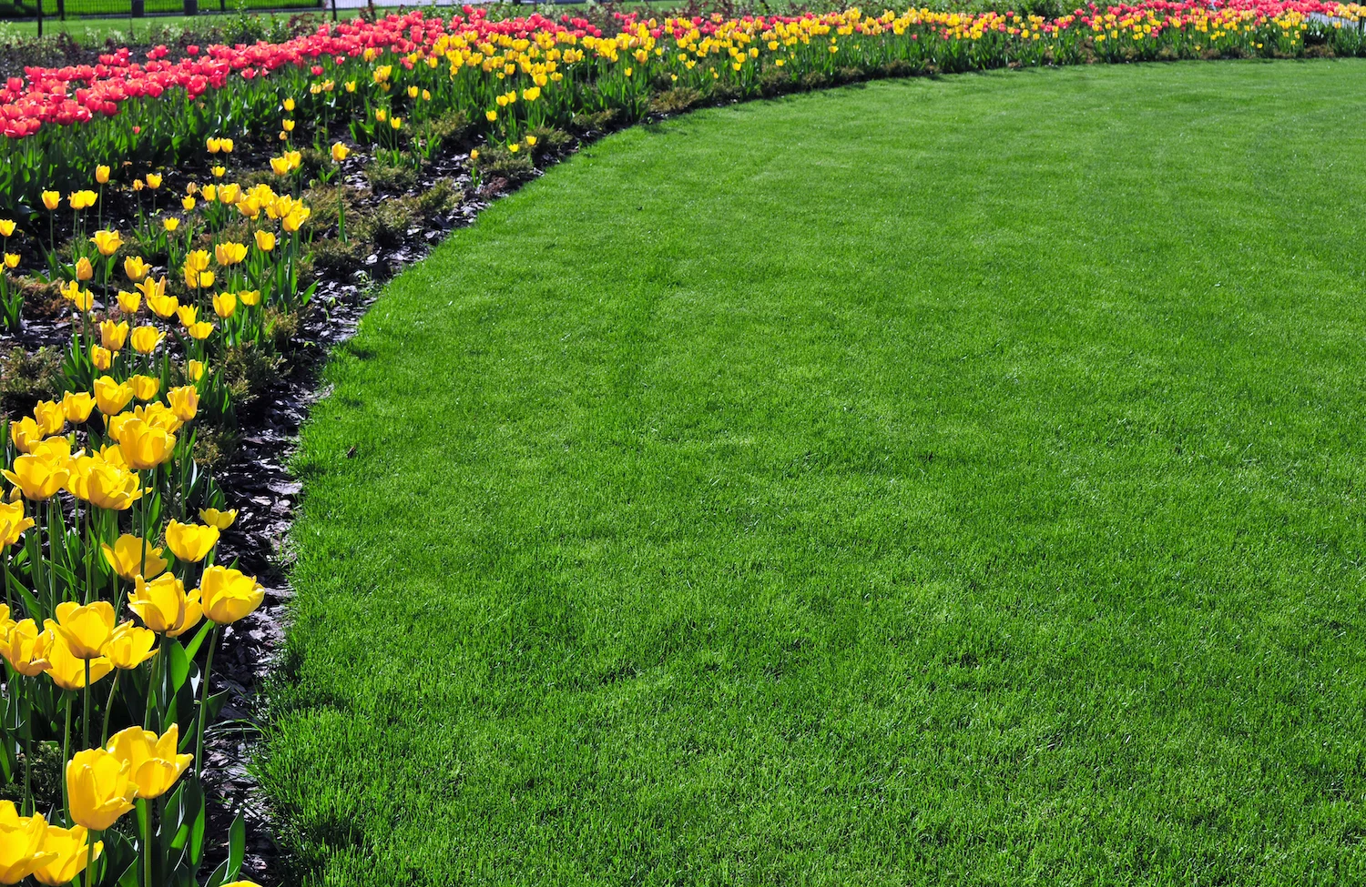 nice lawn tulips.jpg