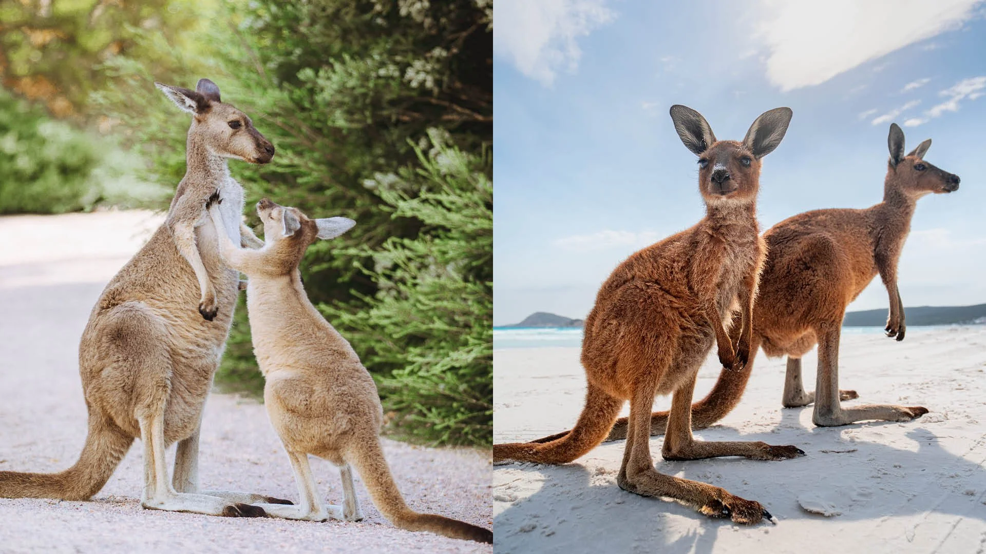 Guide to Western Australia-6.jpg