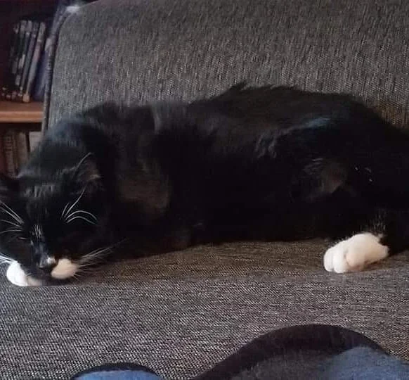 Max loved water. He did not love being IN water, as in taken a bath, but he loved to watch running water and bat it around, and he adored his drinking water fountain. .
Every time I took a bath, I'd prop the door open just enough to allow him entran