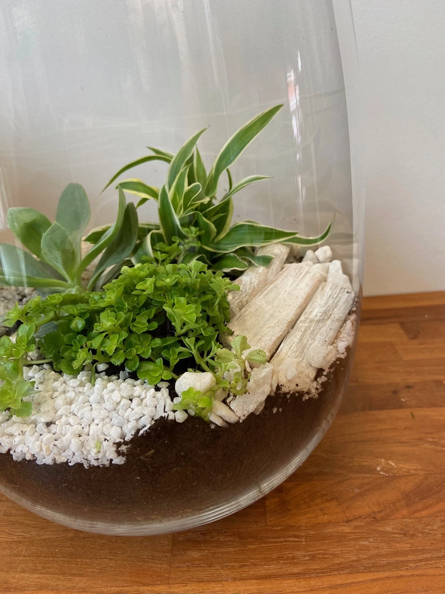 Le Terrarium - 12 juin - 19h