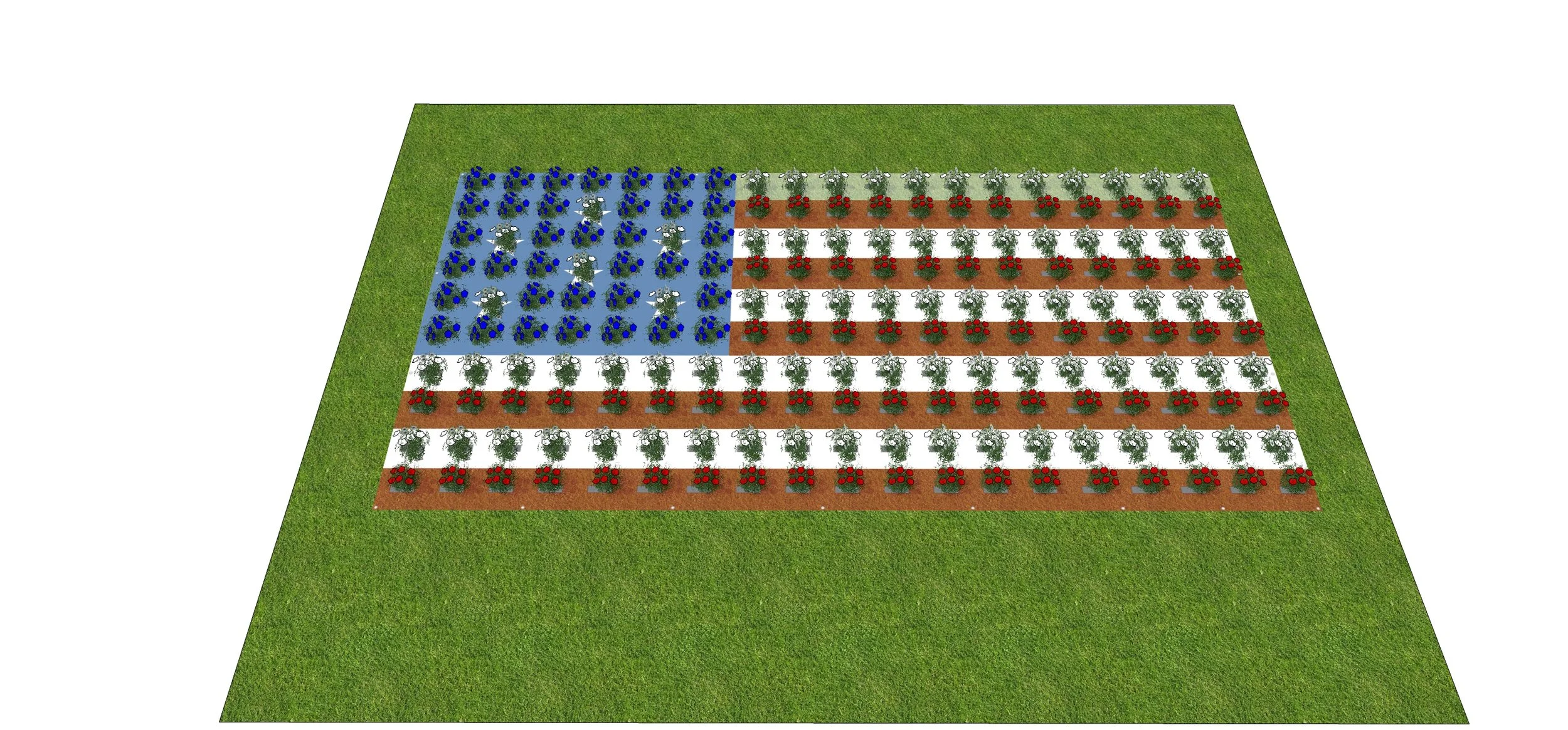 American Mat_Medium_ Young plants.jpg