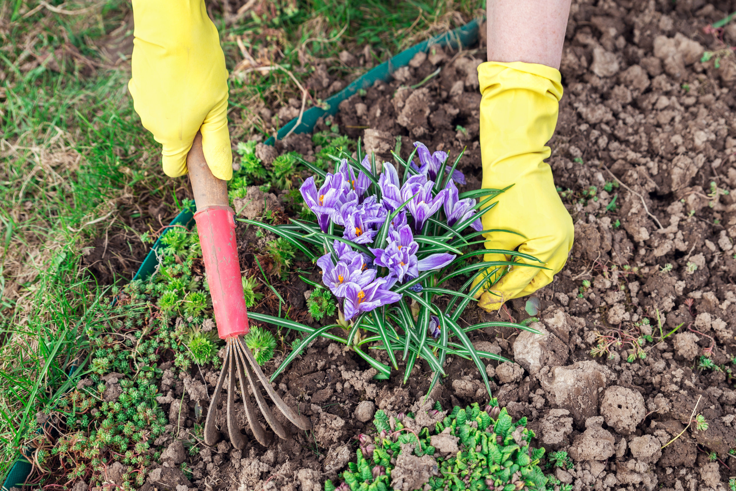 pulling-weeds.jpeg
