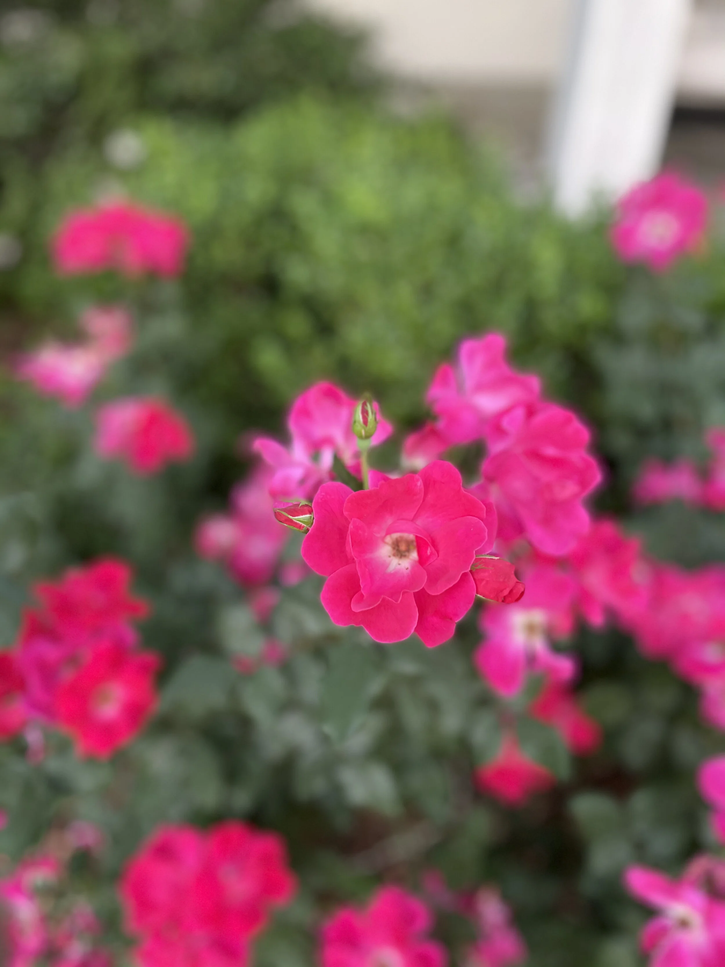 Grounding Red Light [for Pain]