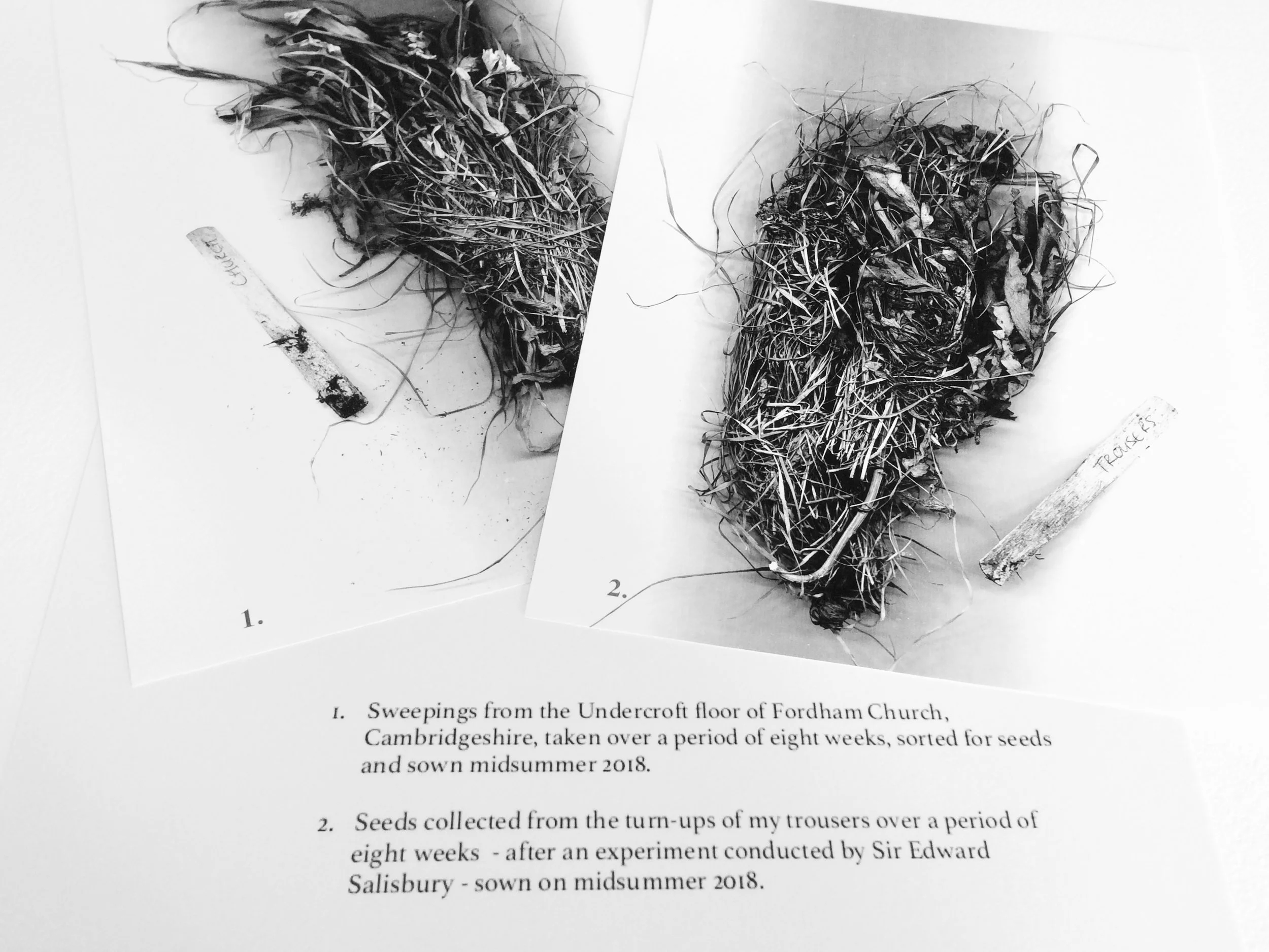 1.Documentation of dried weeds Collected..jpeg