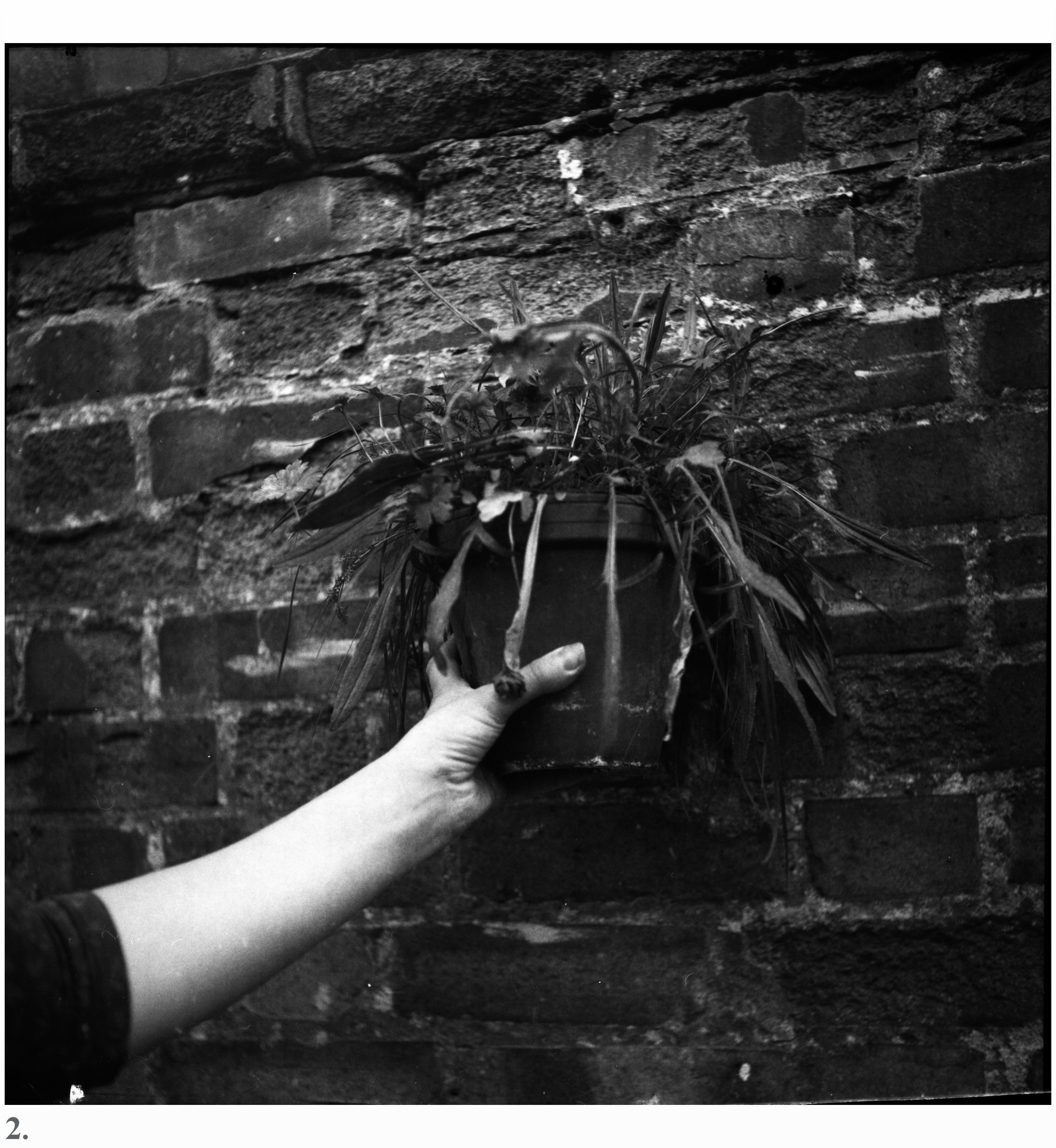 Weeds_Trousers. Medium Format Photograph..jpg