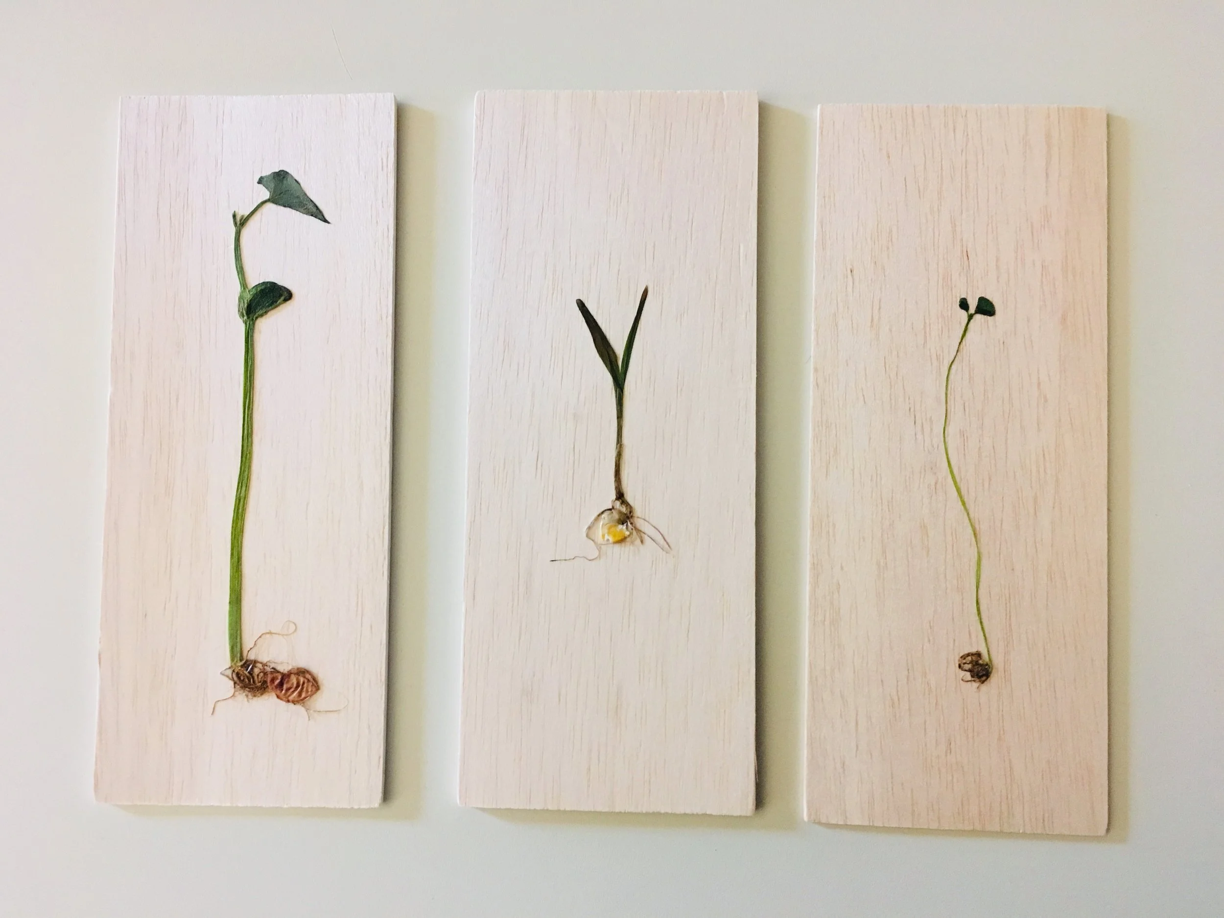 Copy of IMG_E7552.JPG