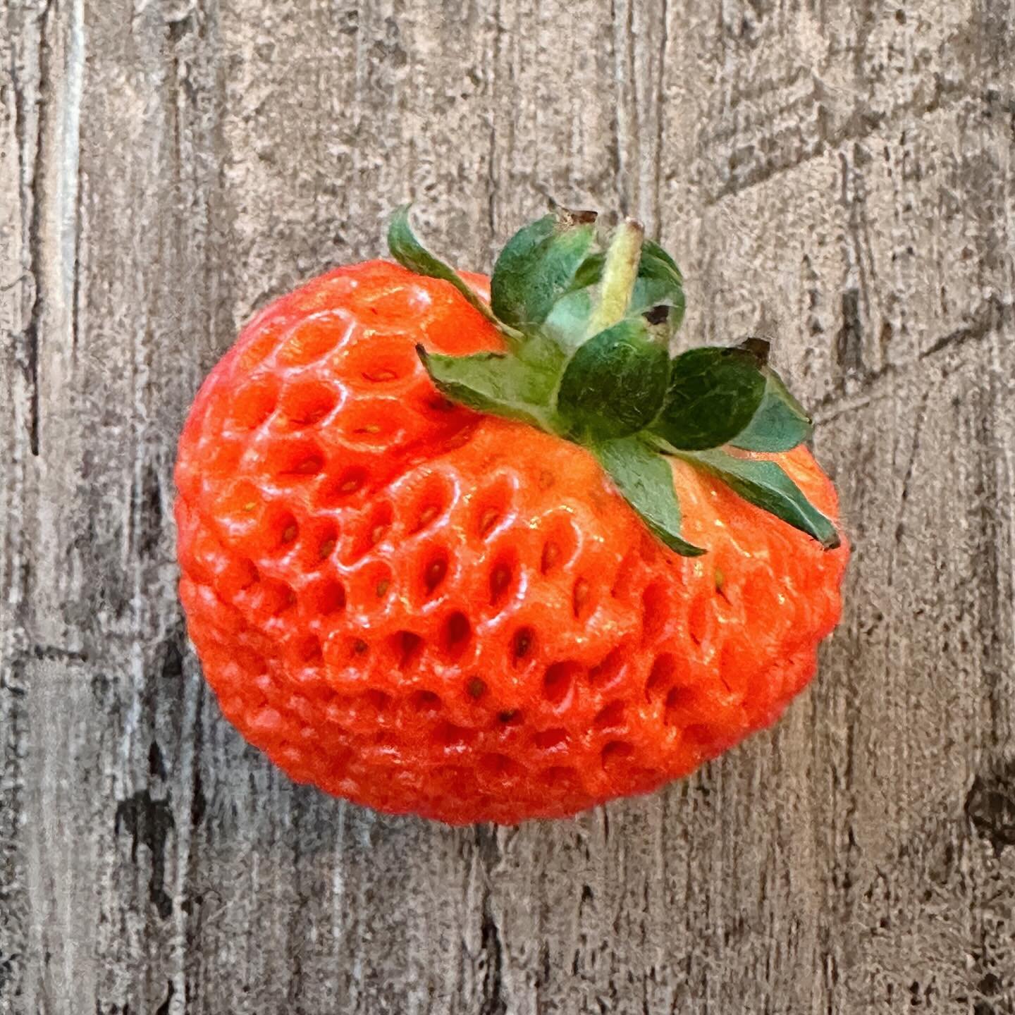 Indulging in the exquisite taste of @oishii.berry &lsquo;s strawberries is like revisiting childhood joy! Each bite filled with memories of strawberry picking adventures, and the burst of flavor is irresistibly moreish. Plus, their vibrant red color 