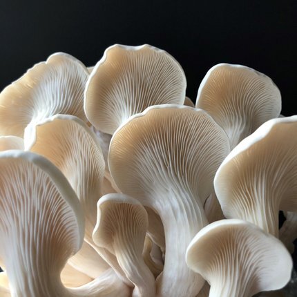 champignons-mycelium.jpg