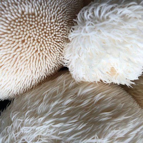 champignons-mycelium-2.jpg