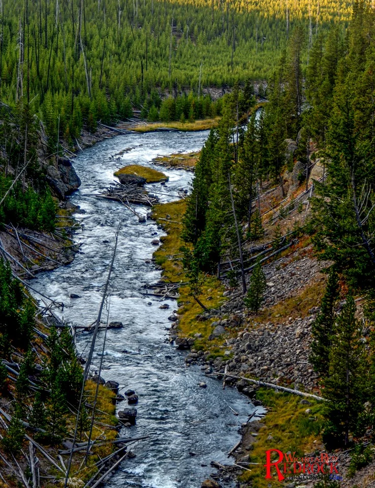 stream and trees.jpg