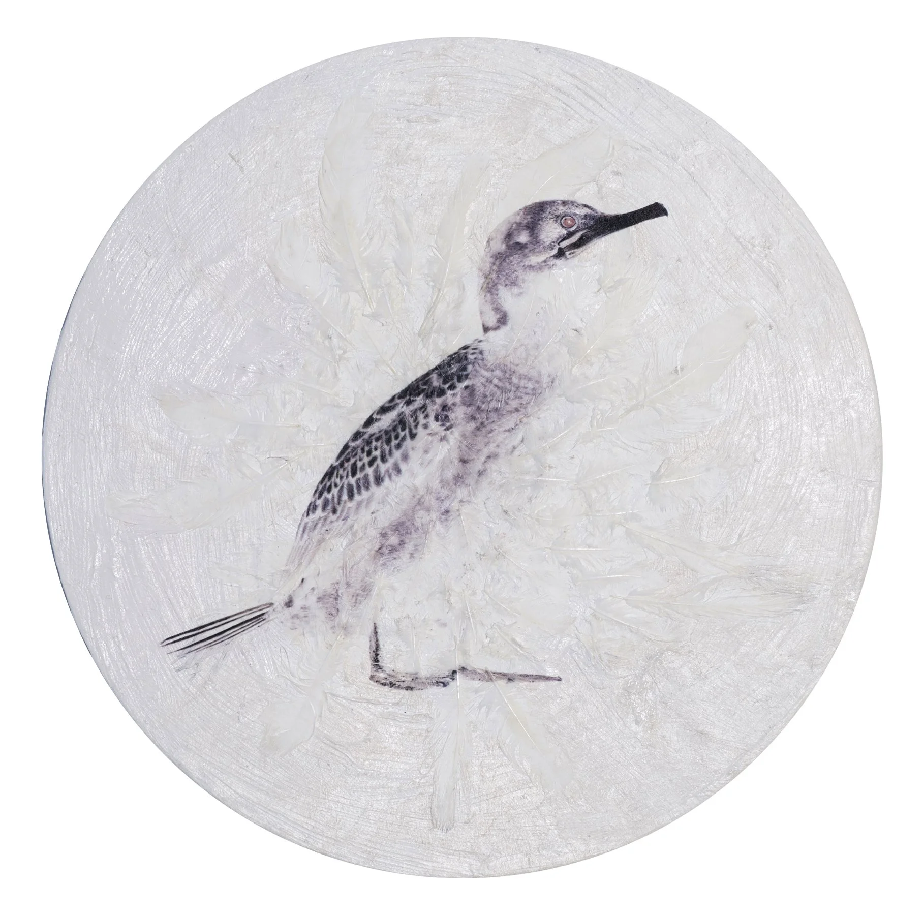 Ánima Phalacrocorax aristotelis