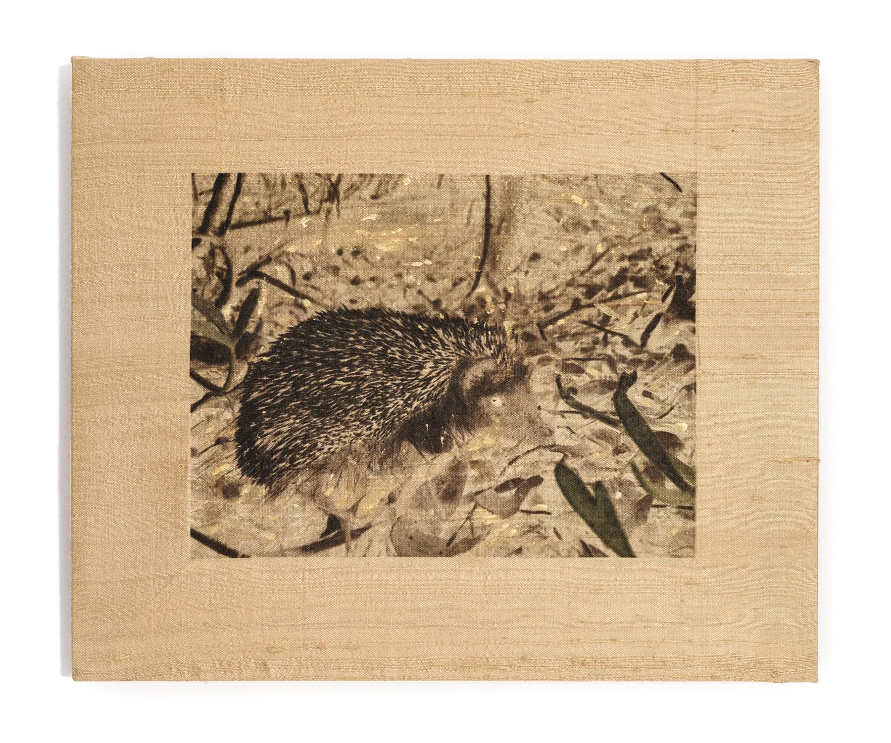 Ánima Atelerix algirus vagans