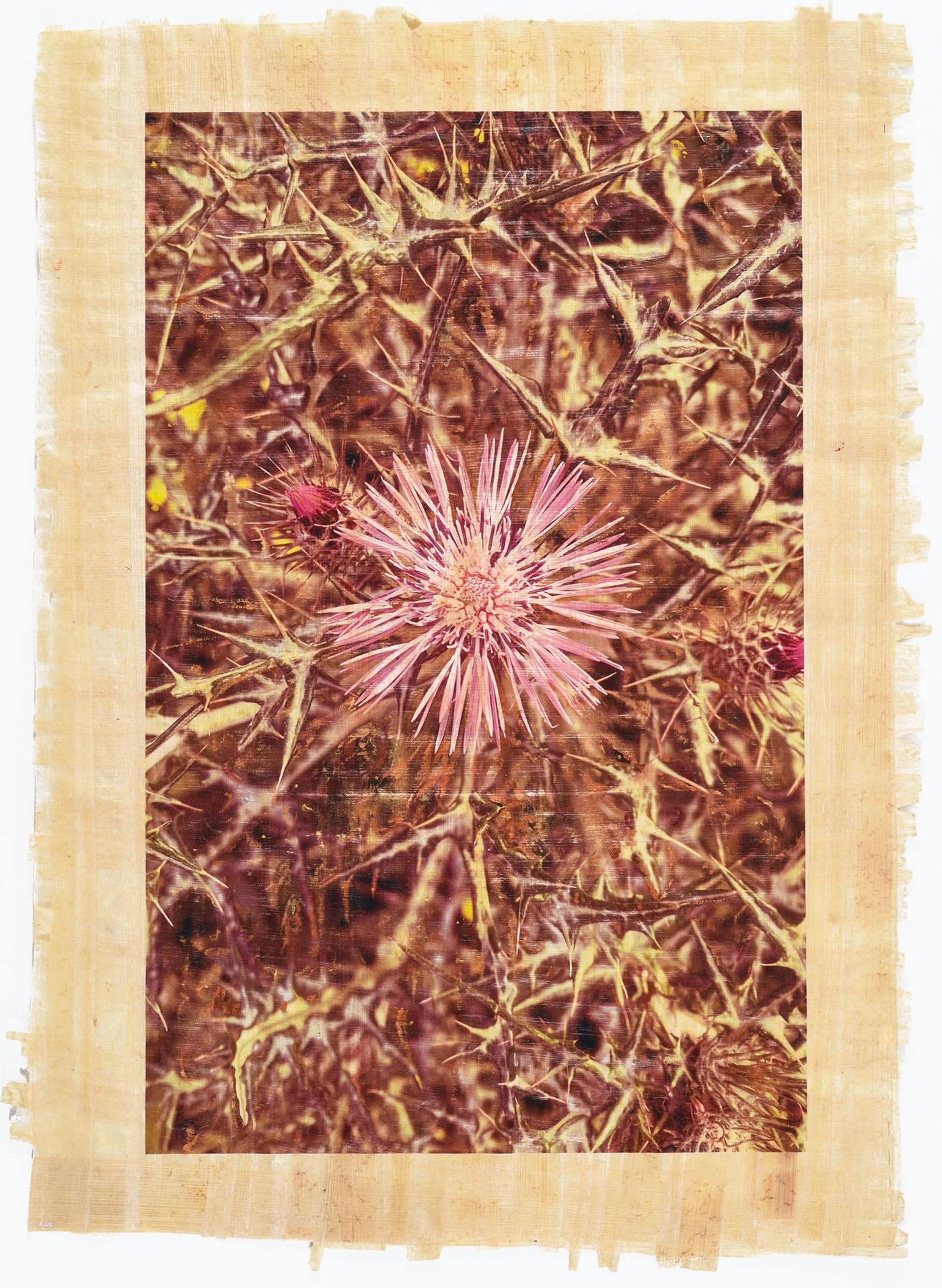 Ánima Cardota (Galactites elegans)