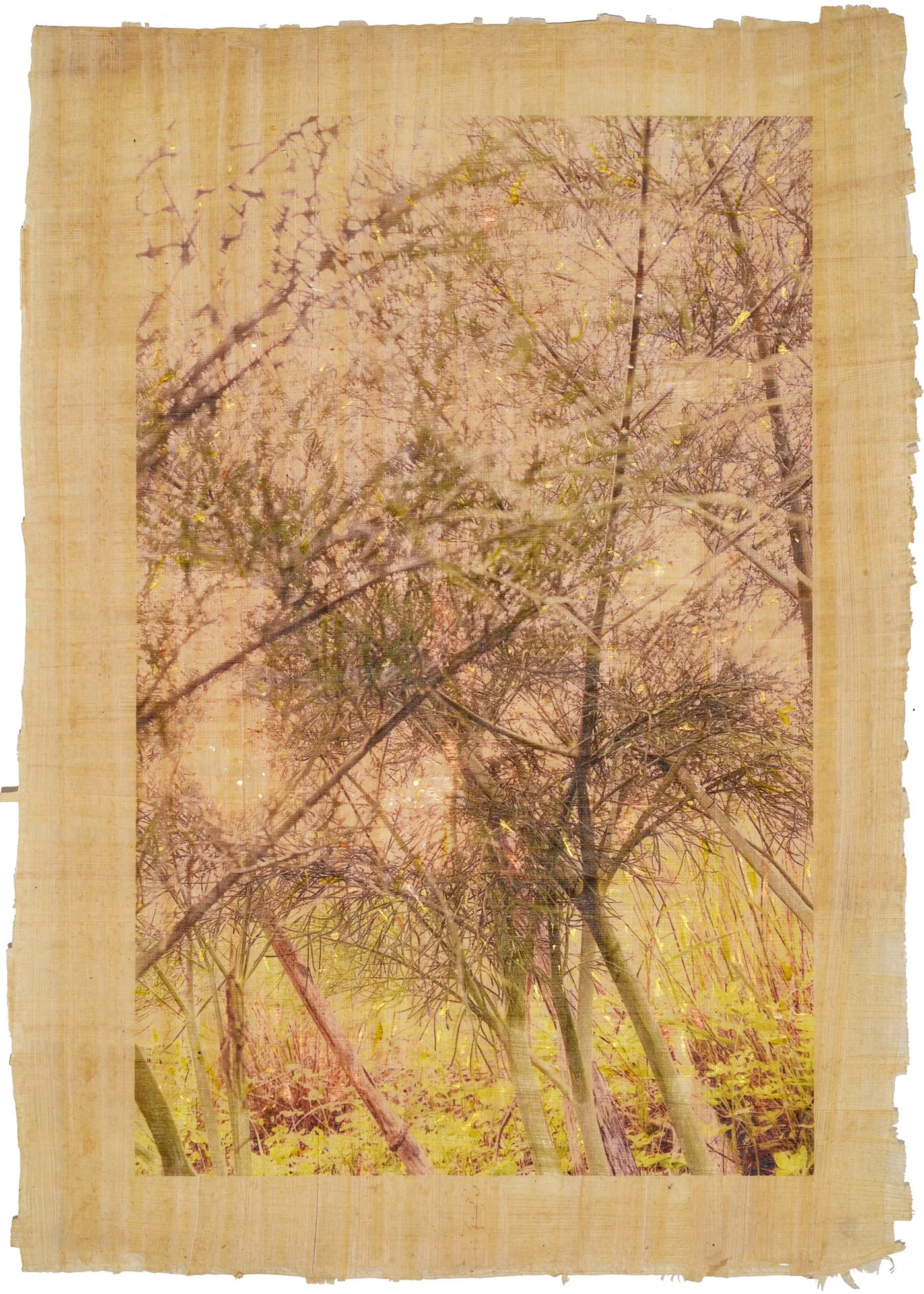 Ánima Parkinsonia acuelata