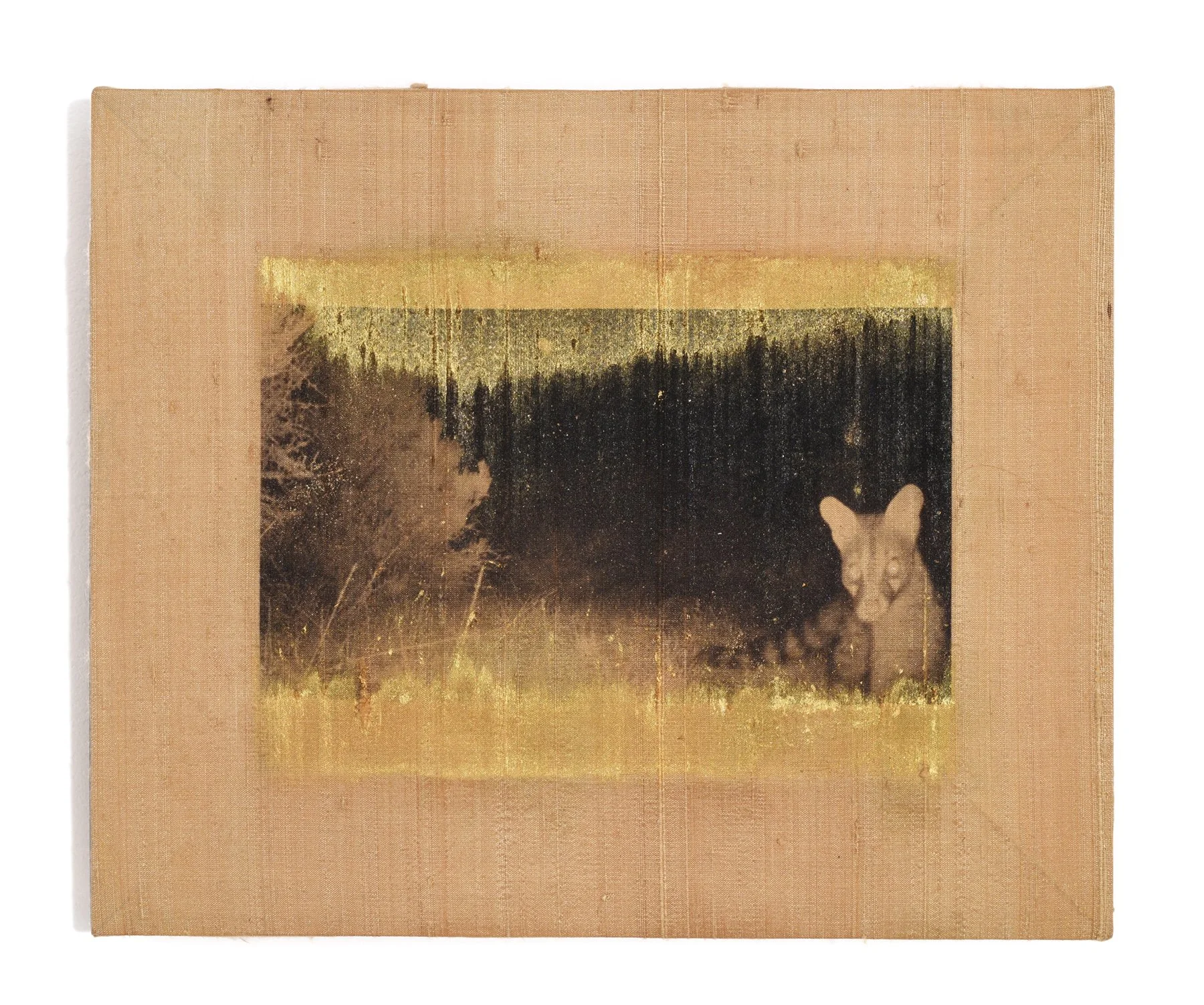 Ánima Genetta genetta II