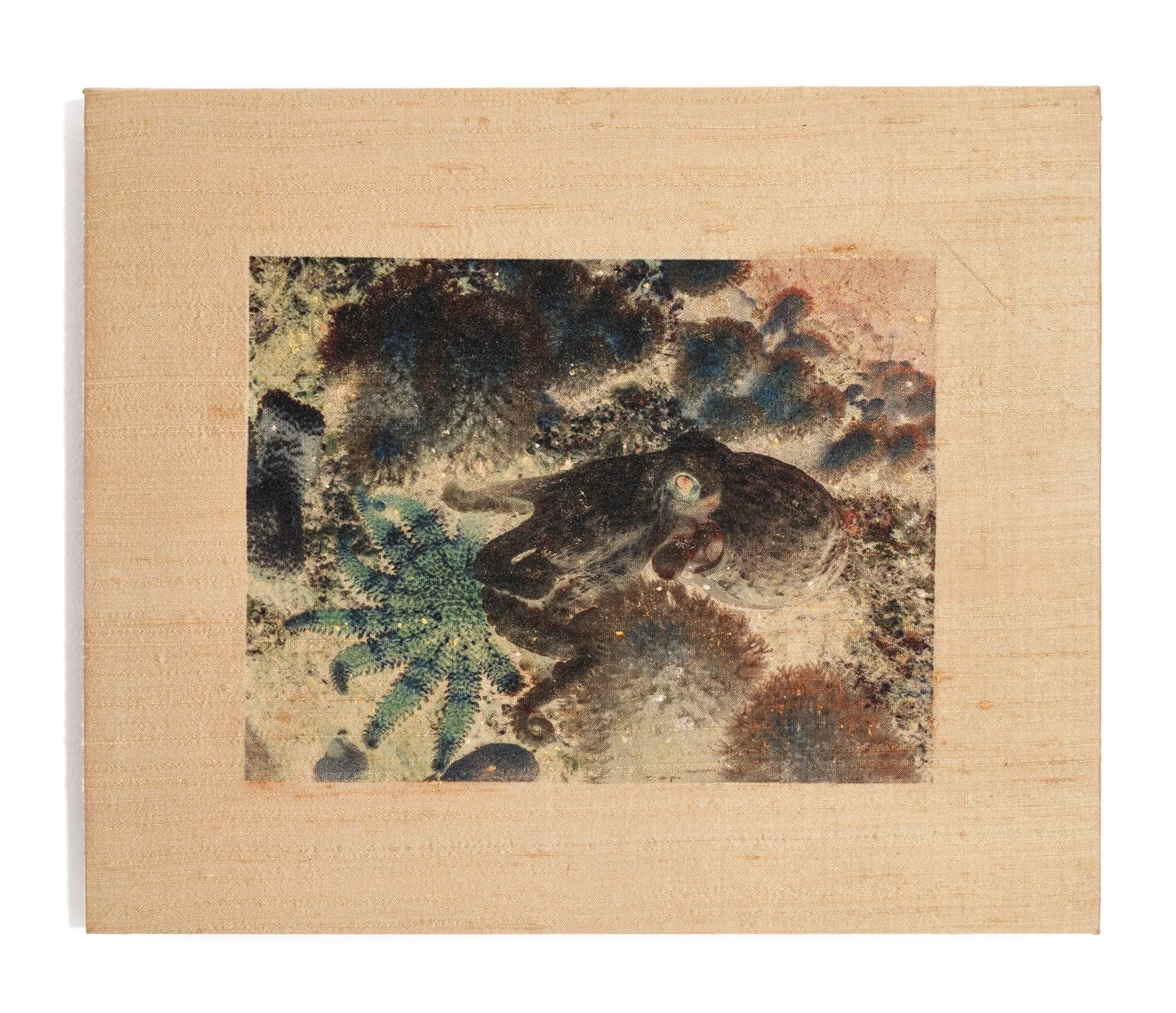 Ánima Octopus vulgaris