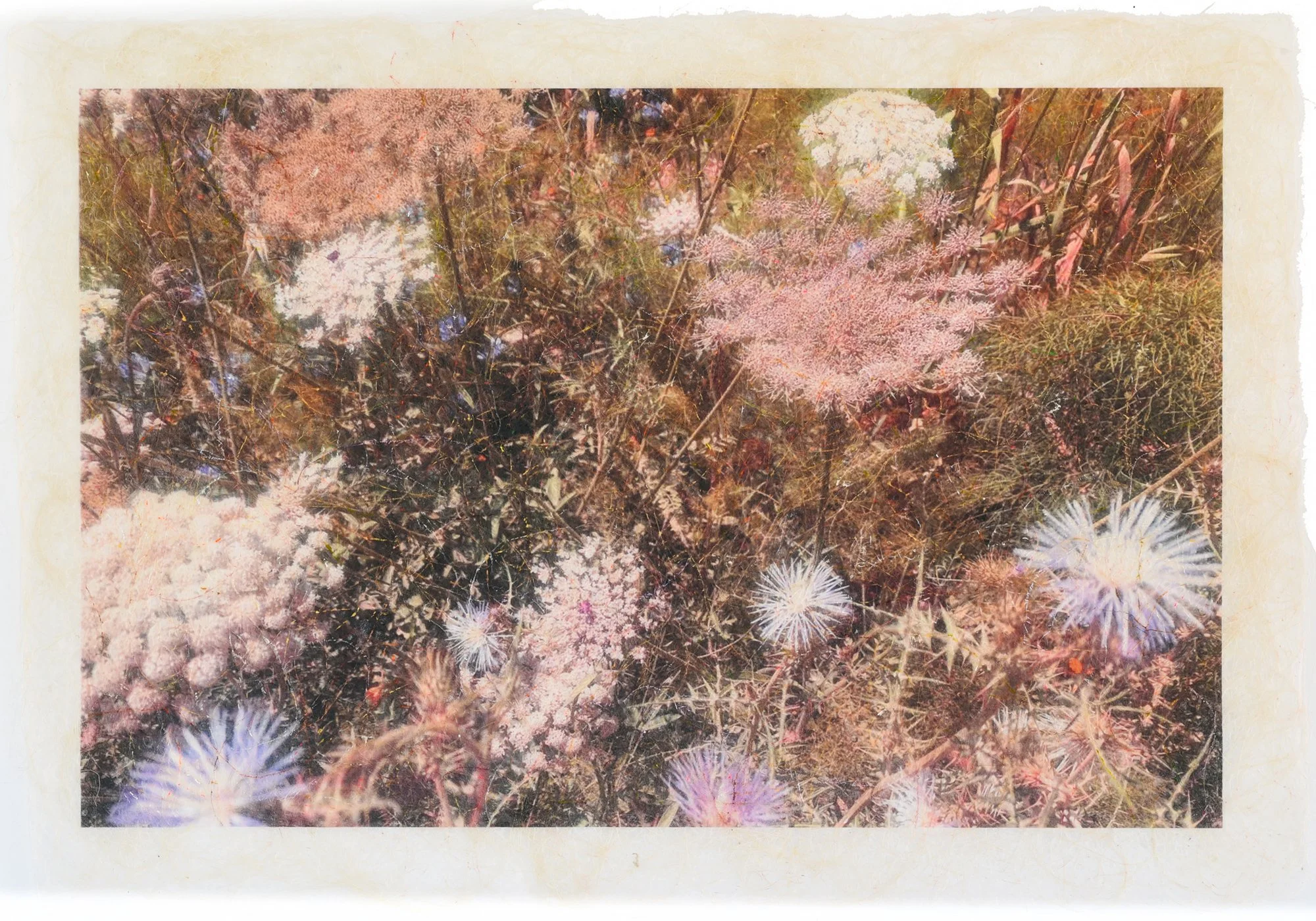    Ánima Centaurea, Galactites elegans y Daucus Carota I   Fotografía, impresión con tintas UVI ecológicas sobre fibras vegetales naturales y pintura. 80,5 x 55 cm. 
