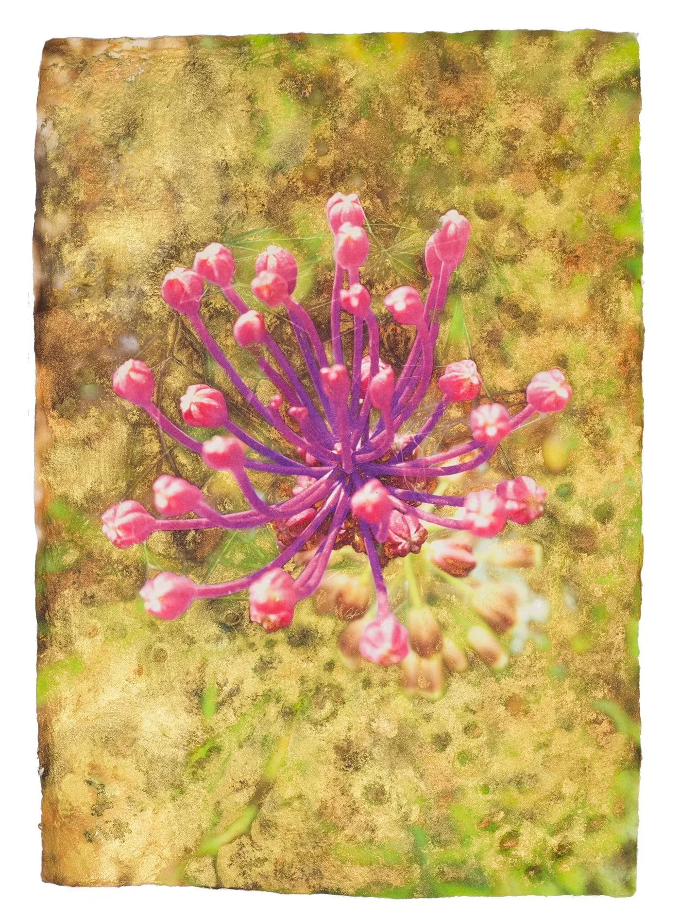    Ánima Leopoldia comosa .   Fotografía, impresión con tintas UVI ecológicas sobre fibras vegetales naturales y pintura. 35,5 x 50,5 cm.       