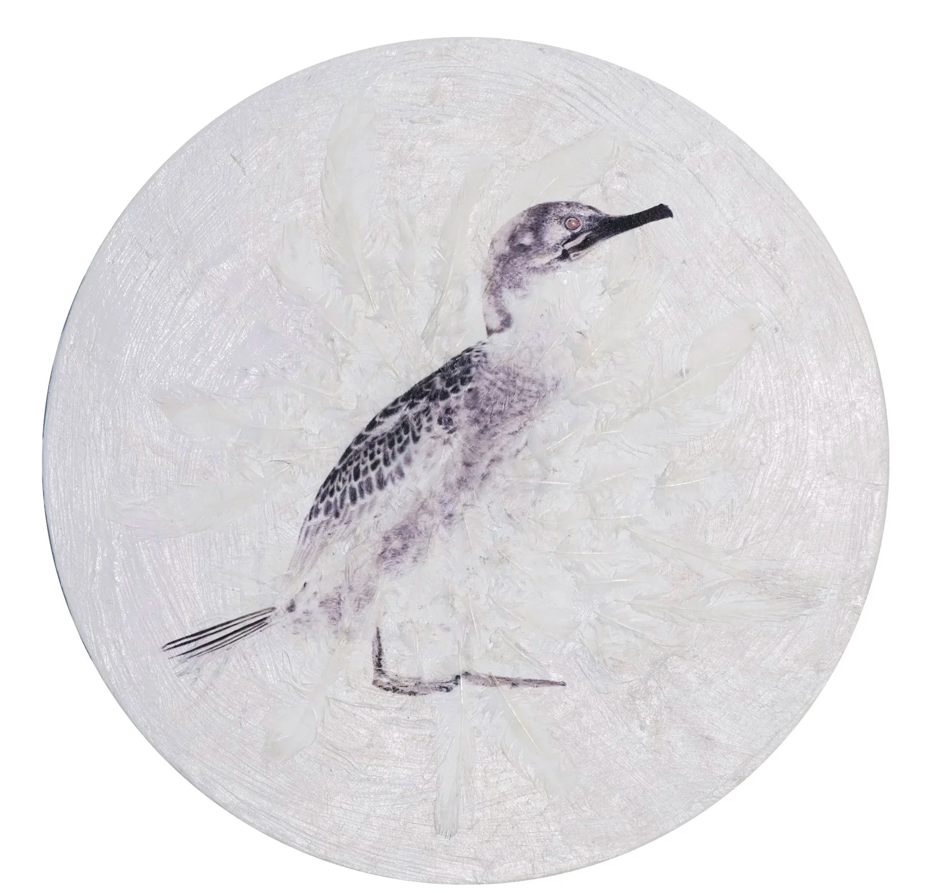    Ánima Phalacrocorax aristotelis   Fotografía intervenida. Impresión con tintas UVI ecológicas sobre plumas de gallinas y pintura. 25,5 cm diámetro. 
