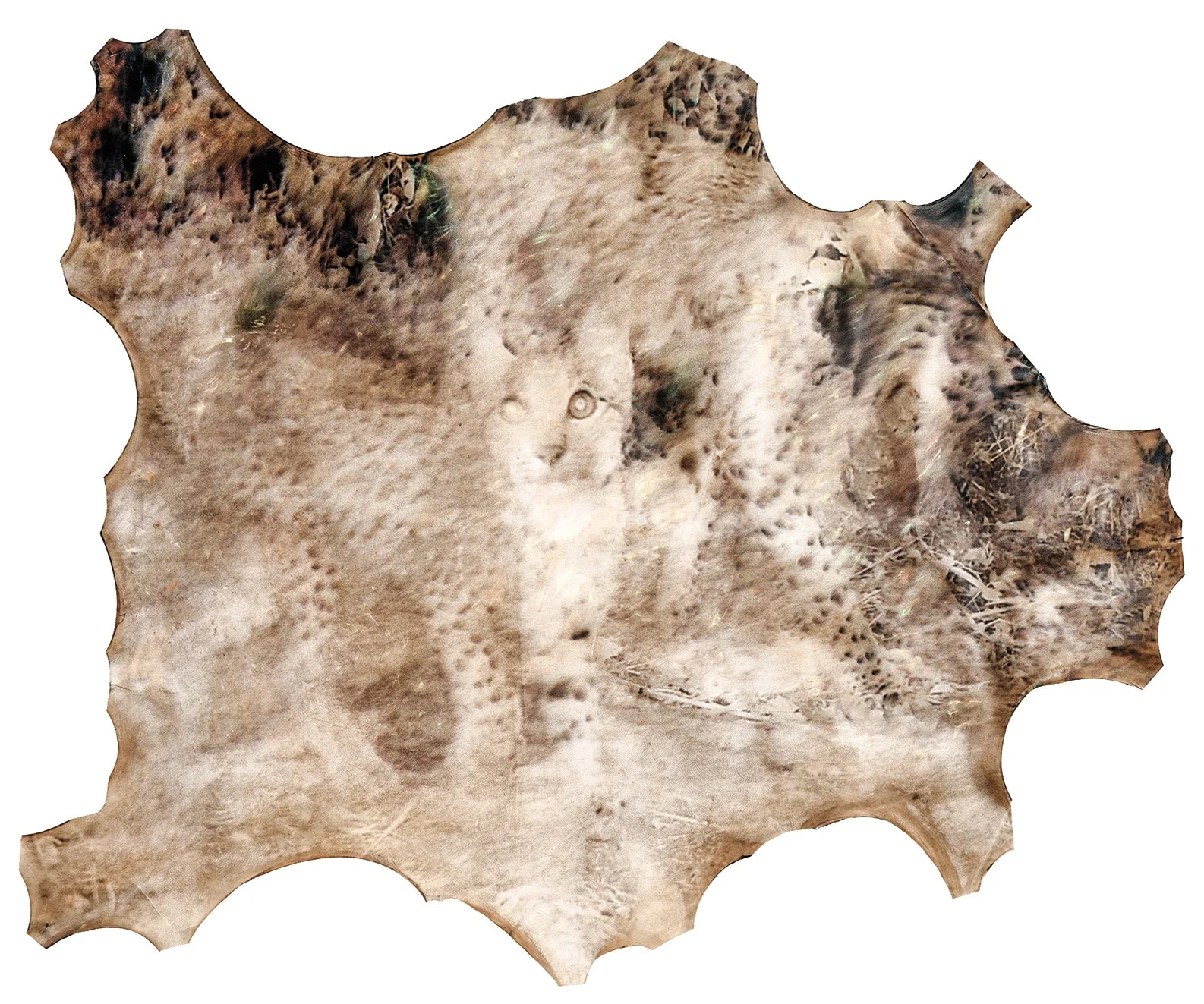    Ánima Lynx pardinus II   Image from motion-activated camera, printed with eco UVI inks on lamb skin, and paint. 125 x 100 cm.  