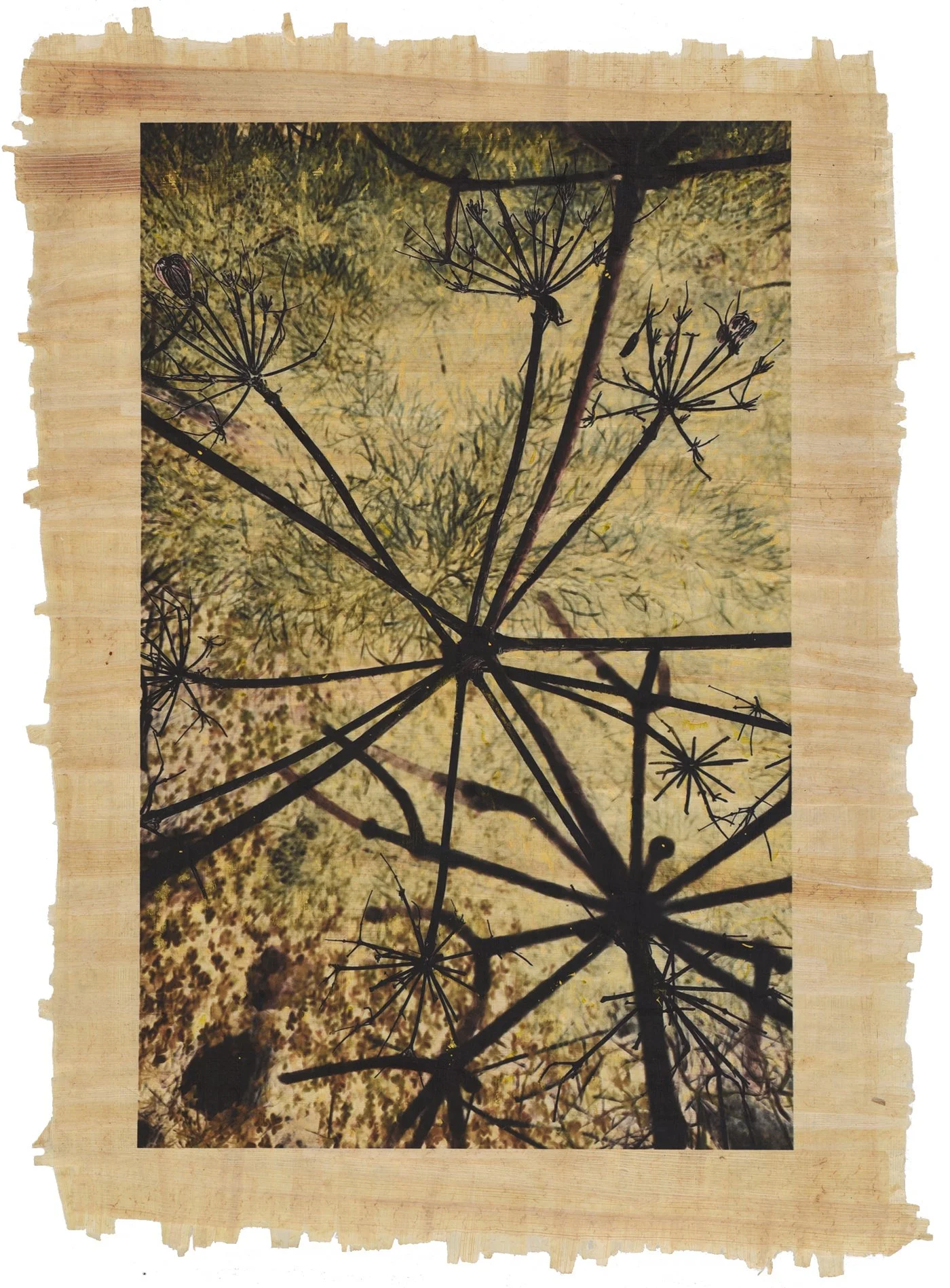 Ánima Foeniculum vulgare I