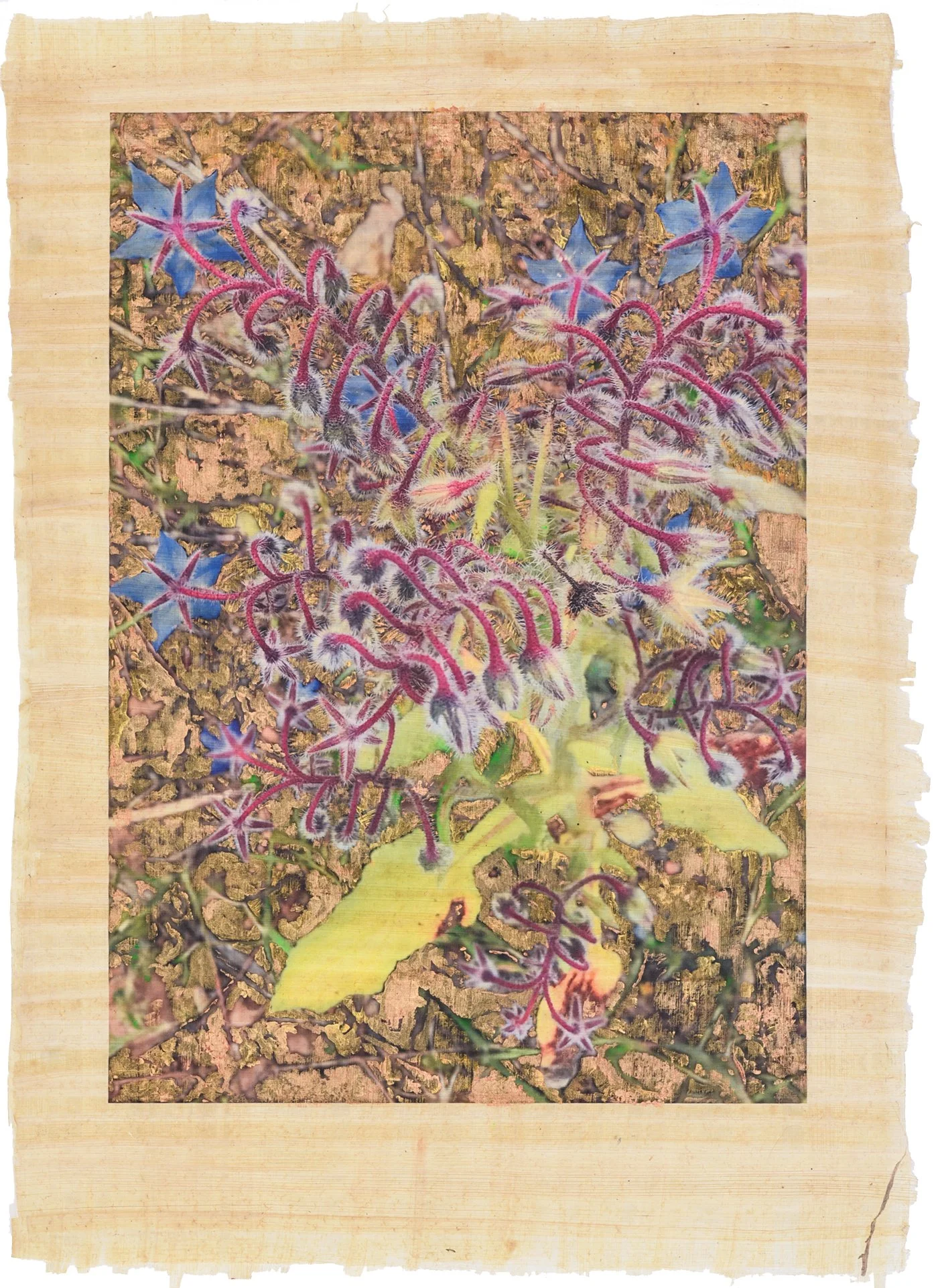 Ánima Borago officialis II 