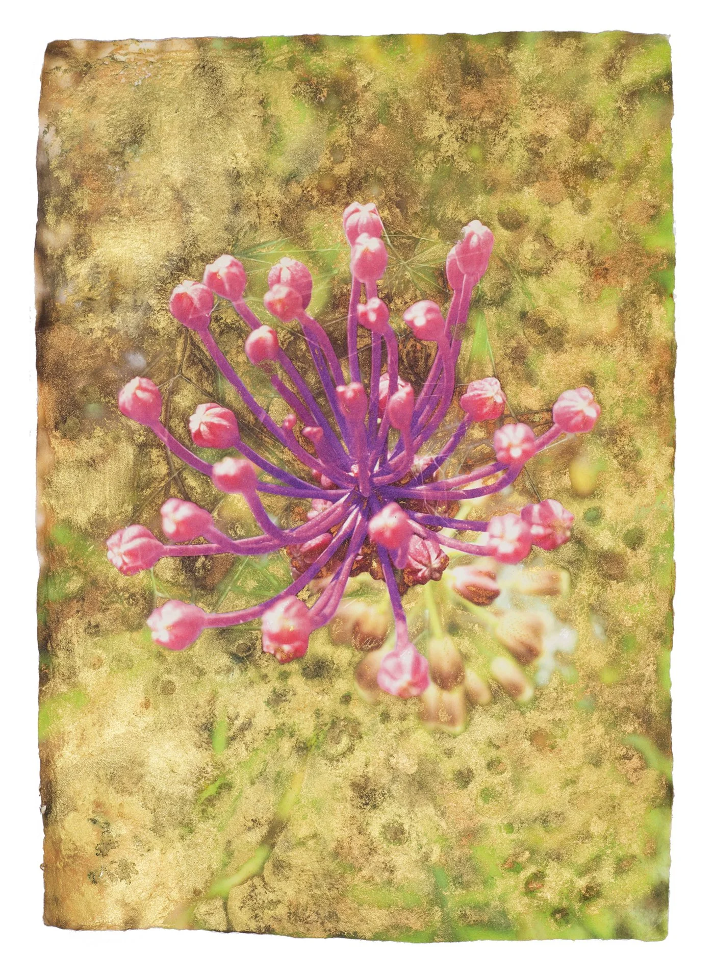 Ánima Leopoldia comosa