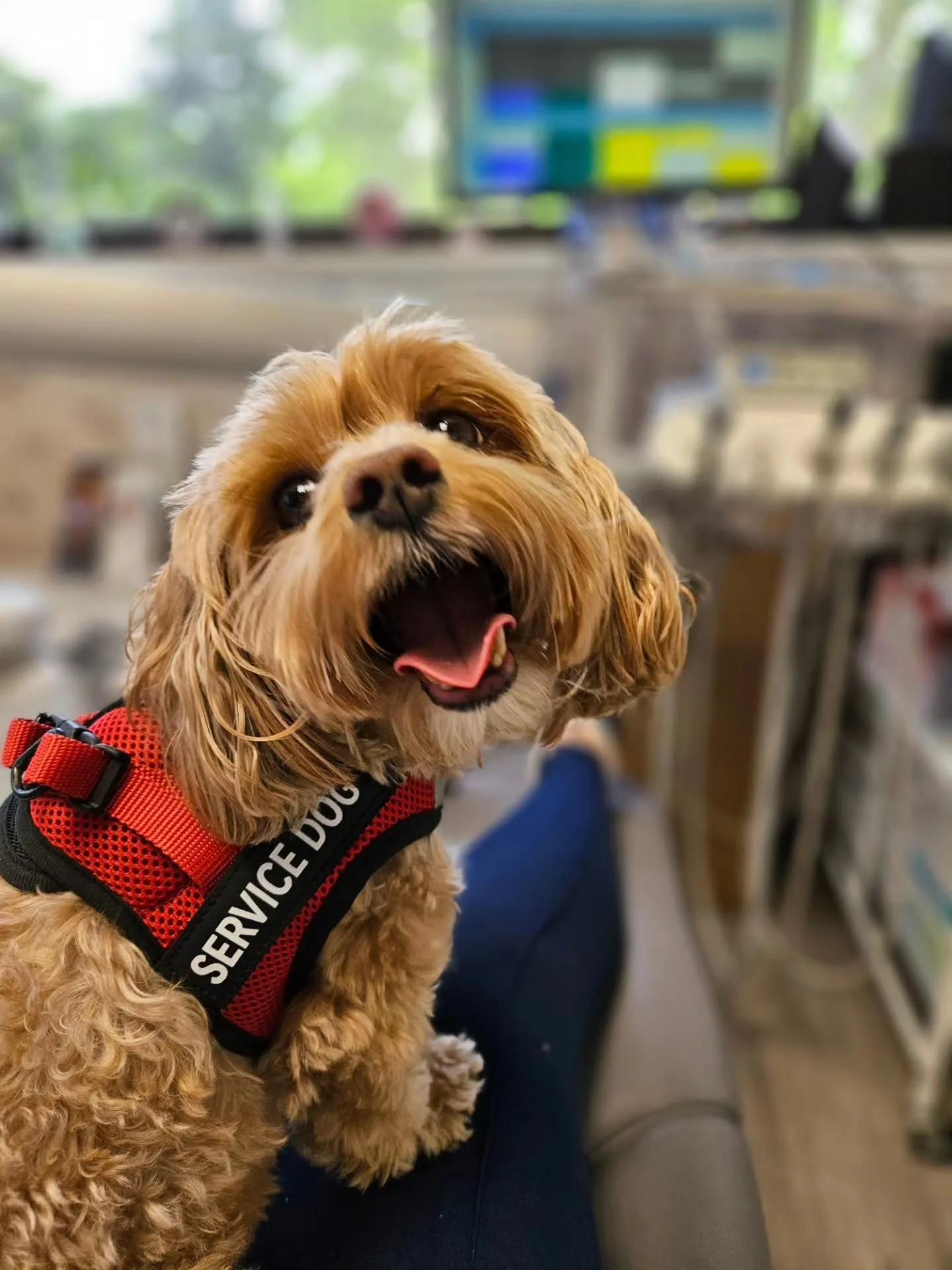 Lulu 🥰 And the Top 20 Probiotic Foods.