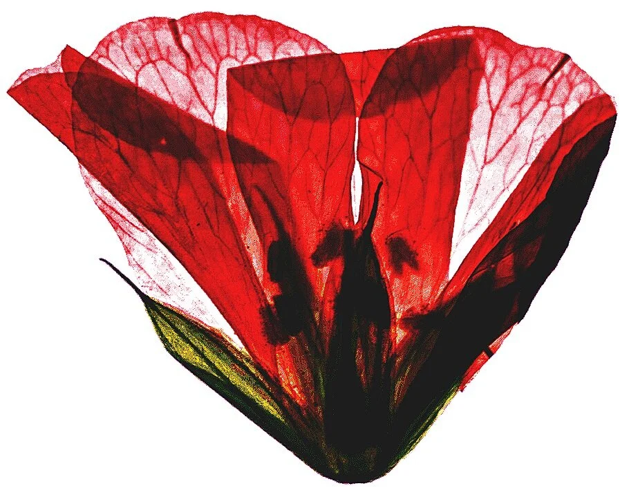 petal-flower-dried-flowers-png-clip-art.jpg