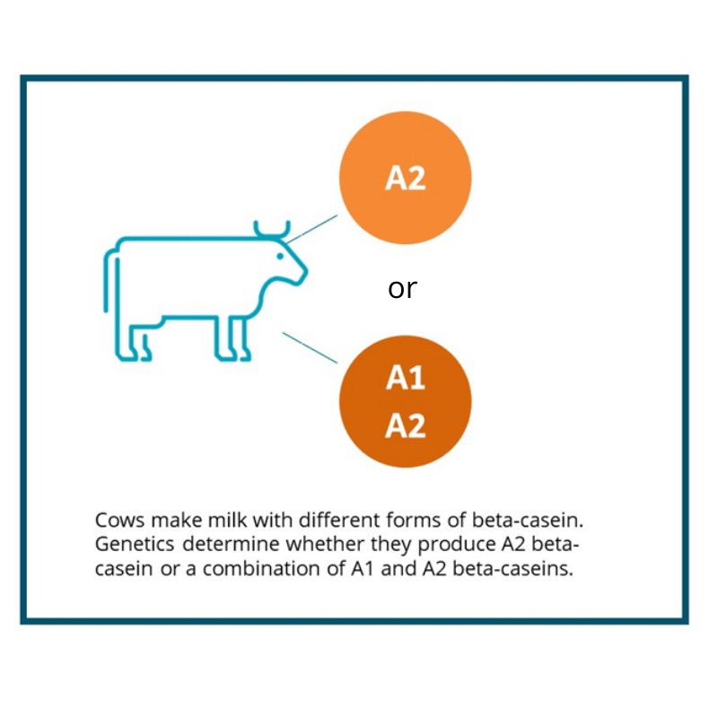 What is A2 Milk Formula? Is it Better for Sensitive Stomachs? — Formula