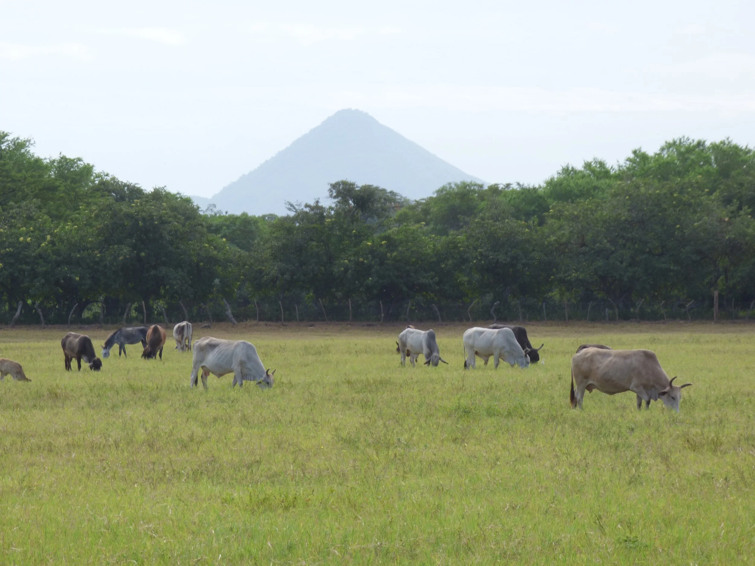What's the Beef With Nicaragua?